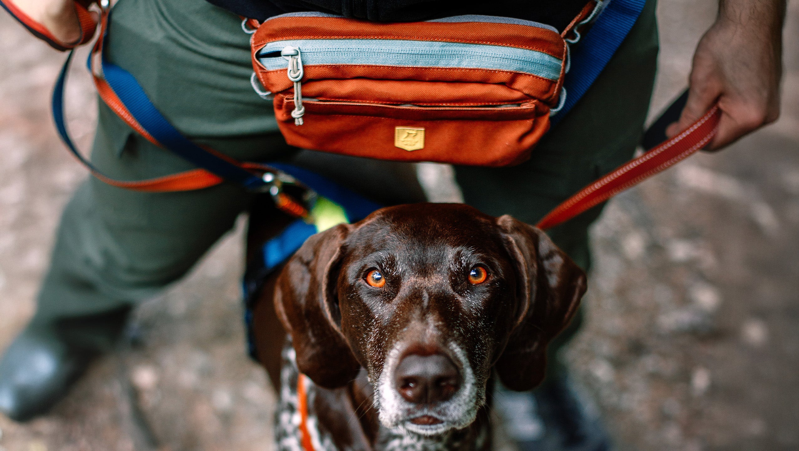 Hip Packs for dog owners