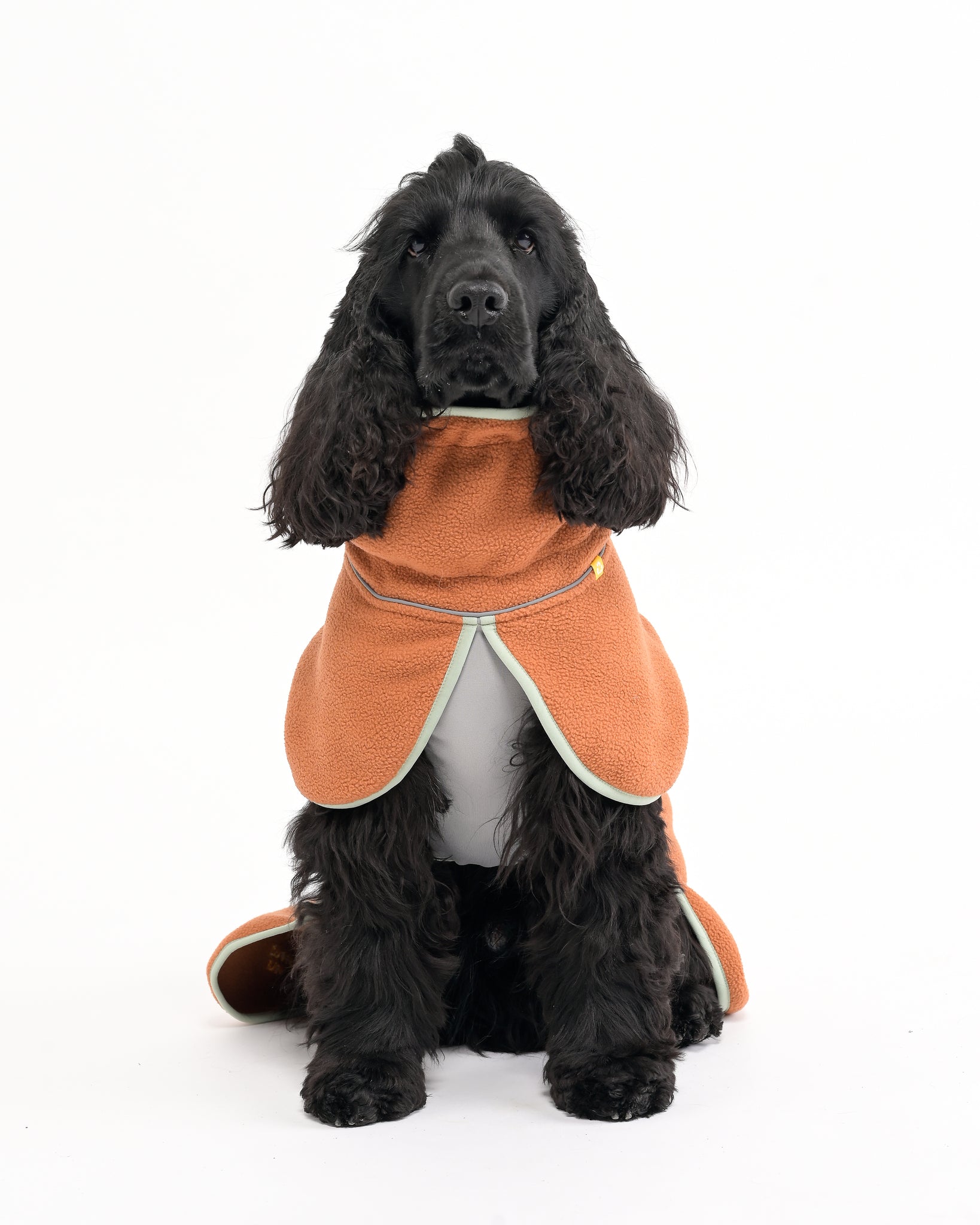 Black dog wearing an orange coat on a white background