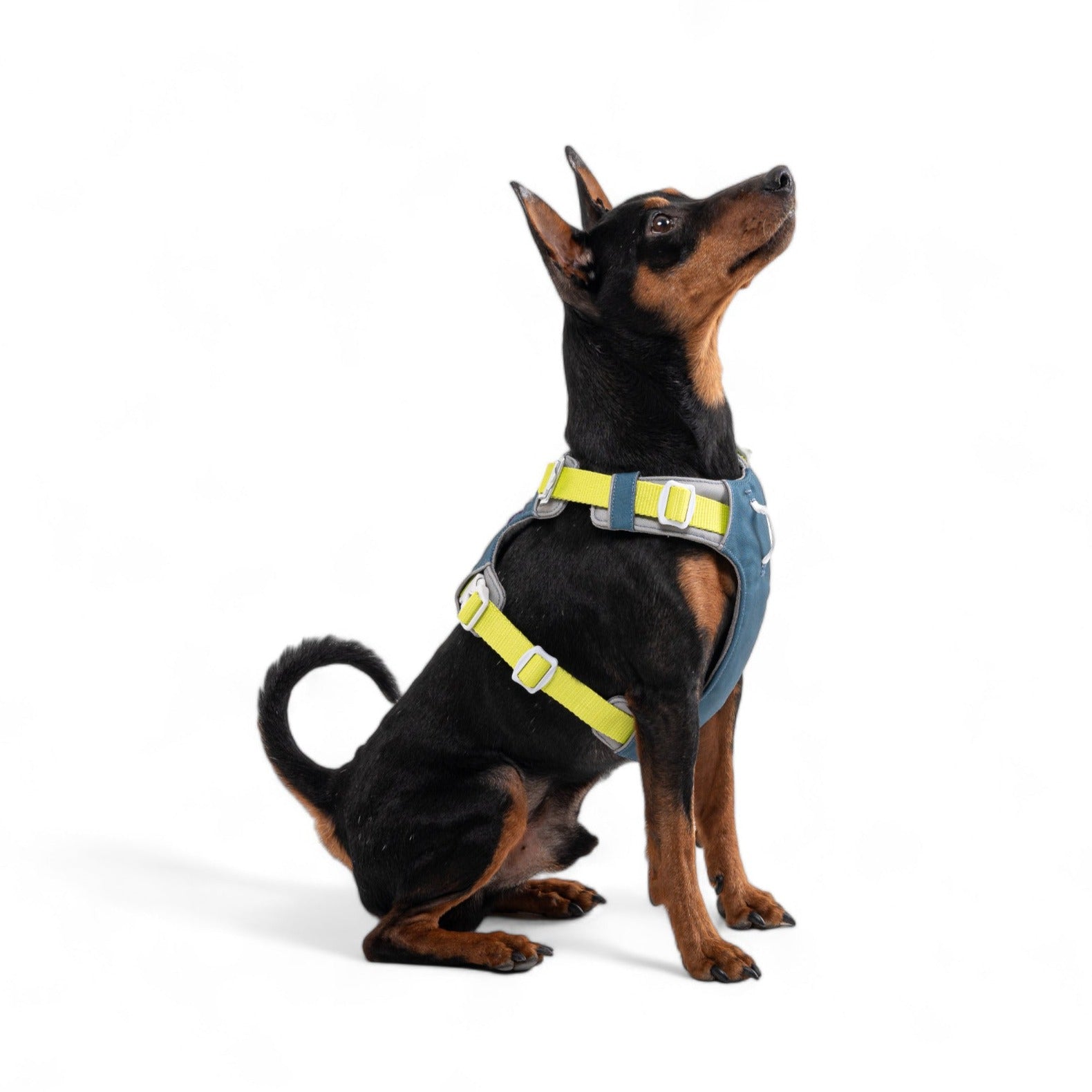 A small black and brown dog wearing the Alpha 360 Dog Harness in Deep Teal sits on a white background, looking upwards with its ears perked up.