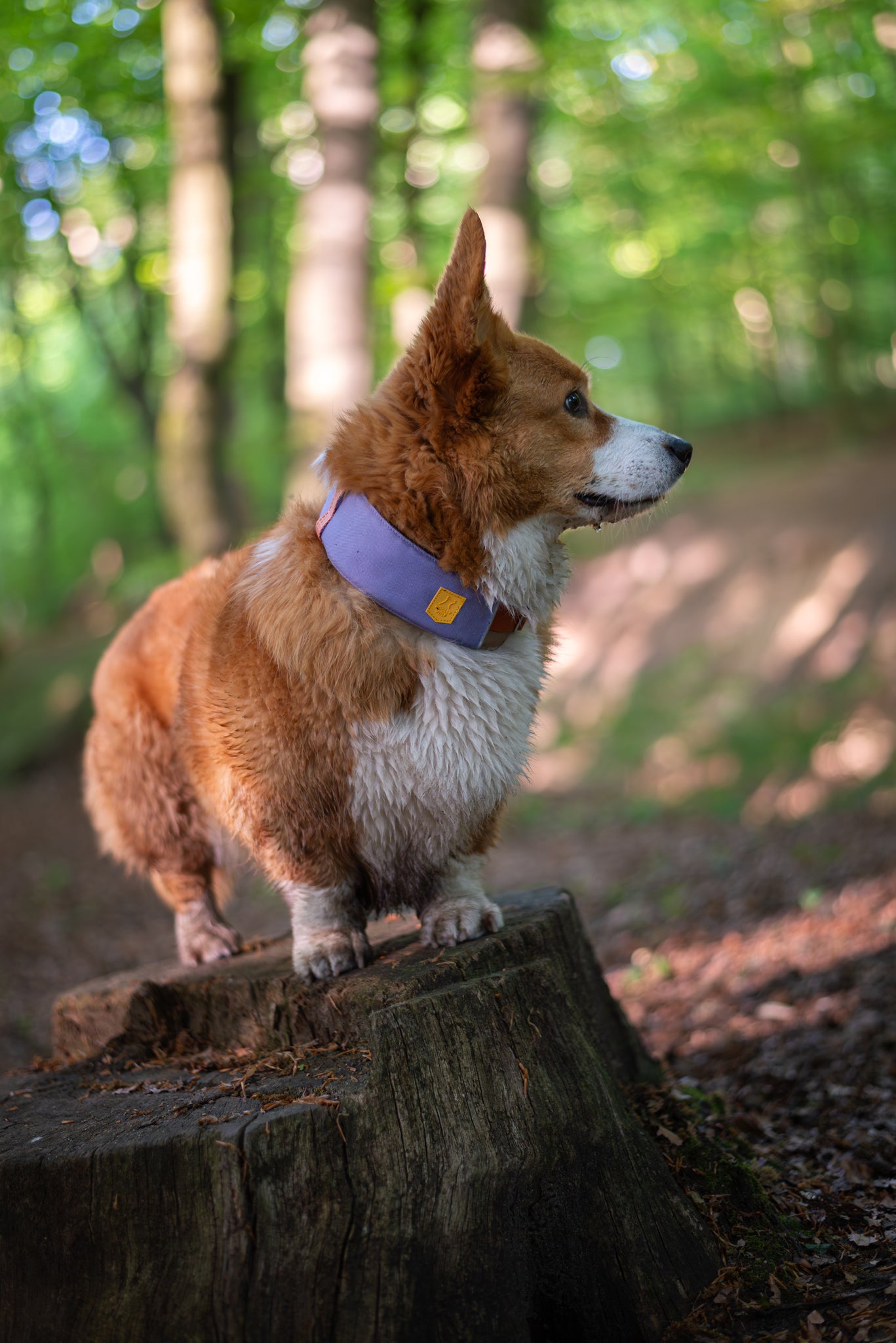 A brown and white corgi wearing a purple collar stands on a tree stump in a sunlit forest, looking attentively to the right. The background is green and softly blurred.