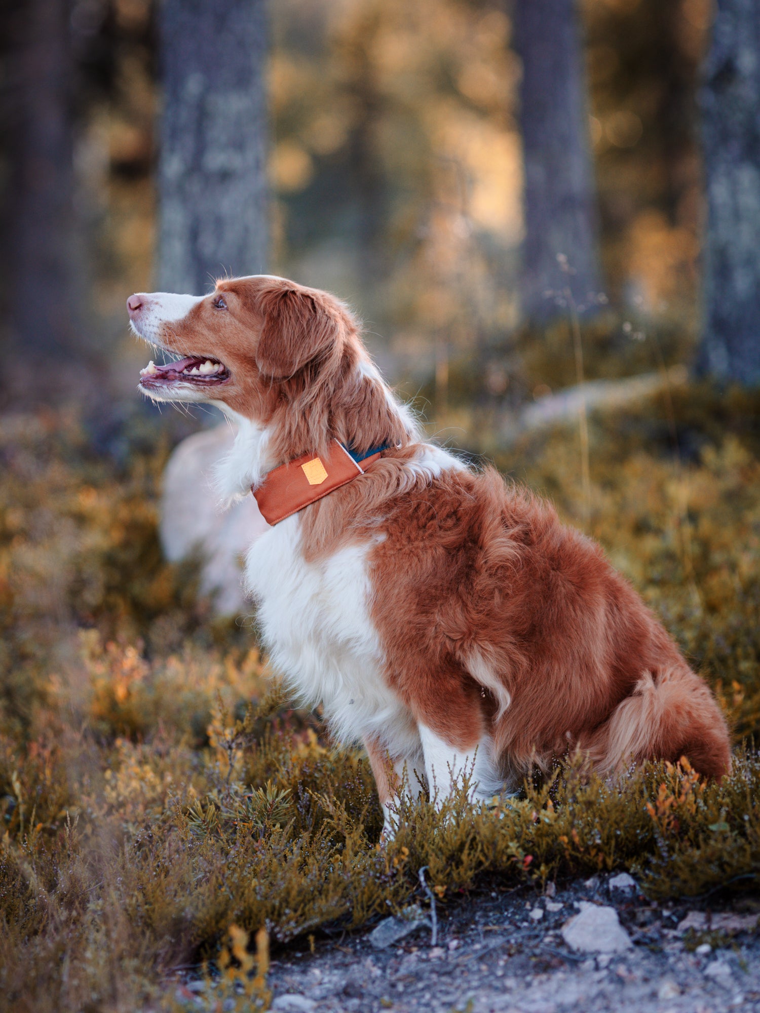 A brown and white dog with an orange collar sits on grass in a sunlit forest.