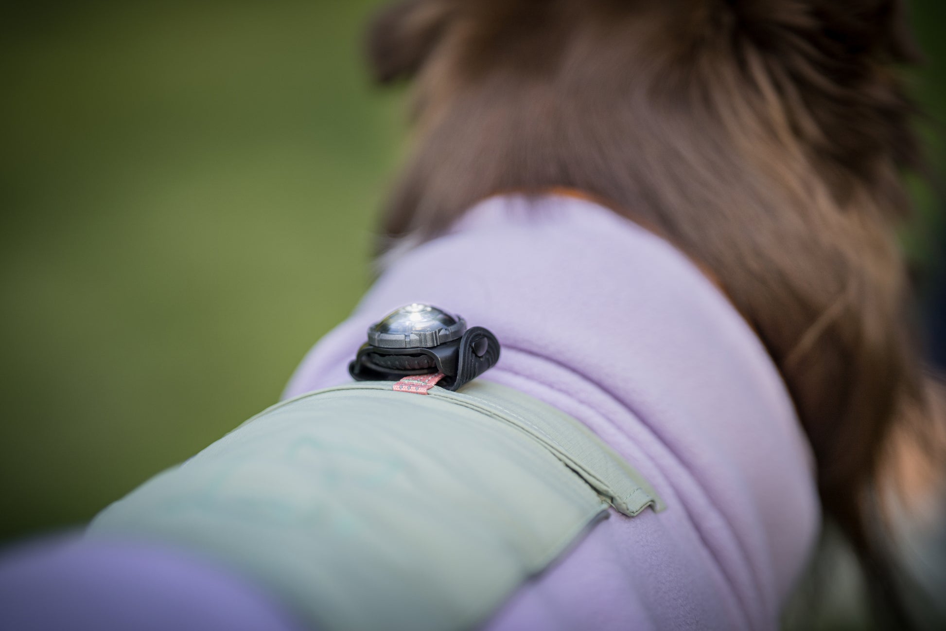 A dog wearing a light green jacket with a small light attached to the back, outdoors.