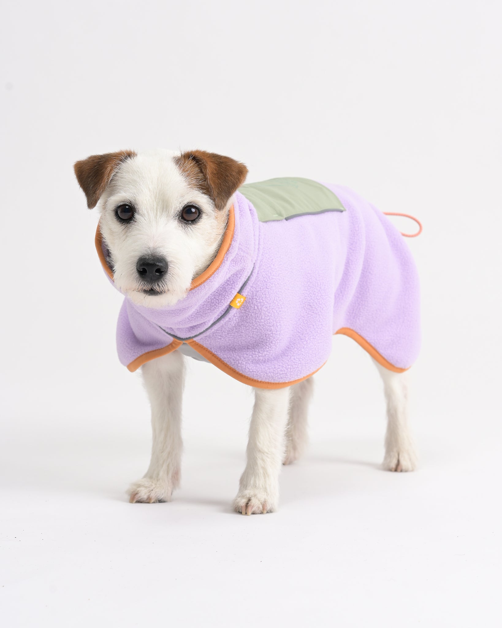 Small white dog wearing a light purple fleece jacket with orange trim and a green patch, standing on white background.