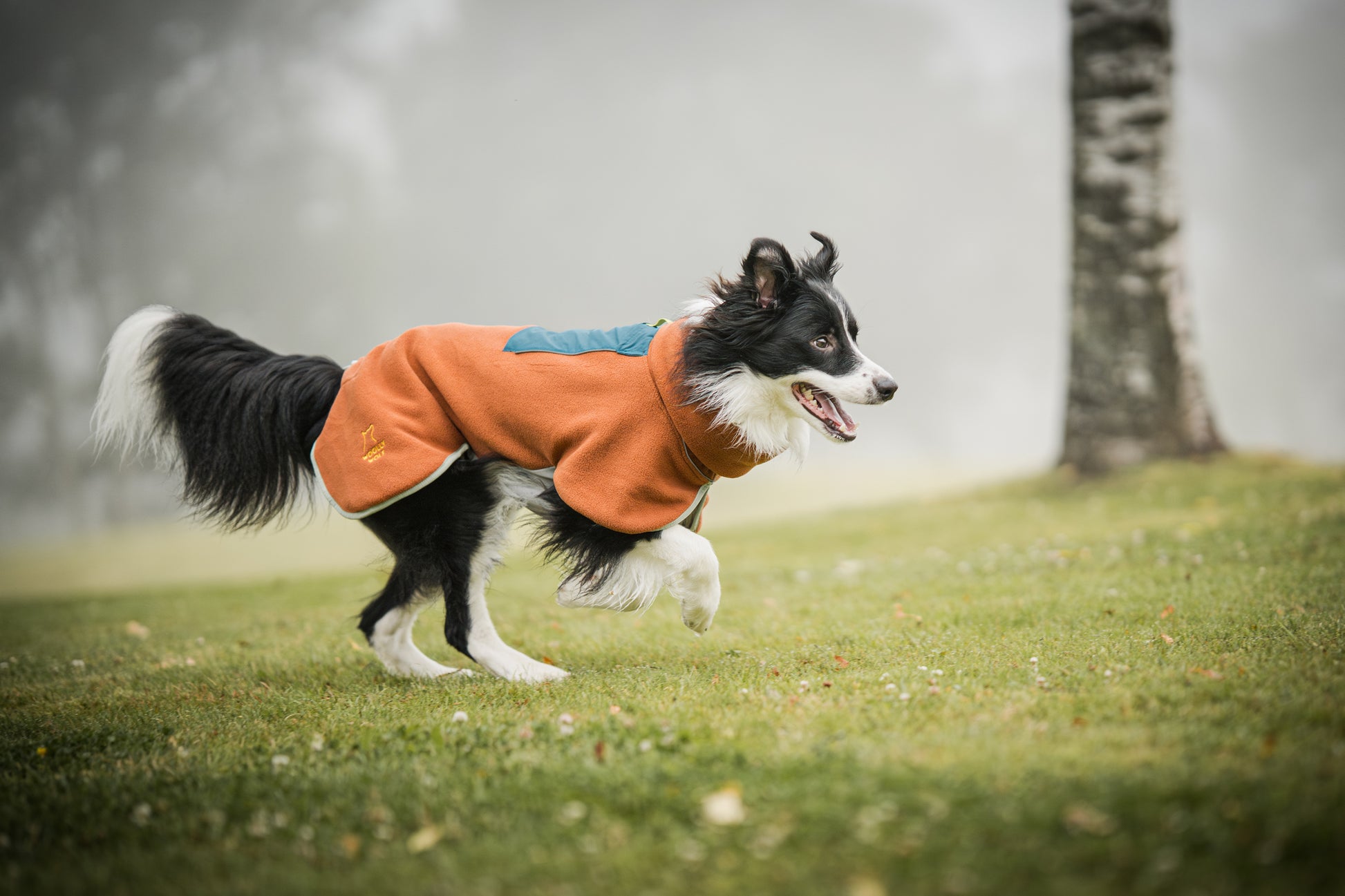 A black and white dog wearing an orange coat runs on grass near a tree on a foggy day.