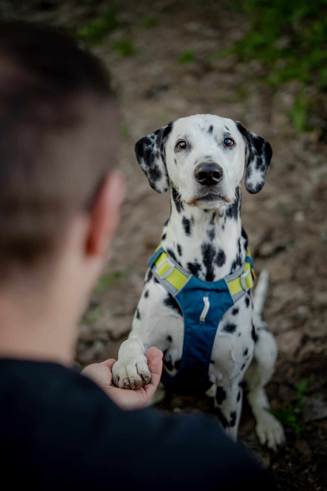 A Dalmatian wearing a blue harness sits on the ground, giving its paw to a person whose back is to the camera. The dog looks up attentively at the person.