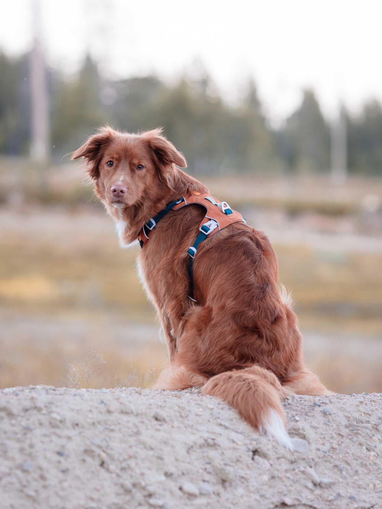 A brown dog with a harness sits on sandy ground, looking back over its shoulder outdoors.