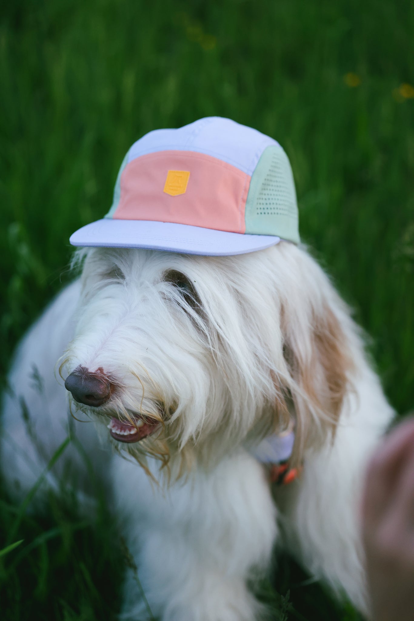 A fluffy white dog with light brown patches wears the Alpha 360 Tech Cap in Lavender while sitting outside on green grass.