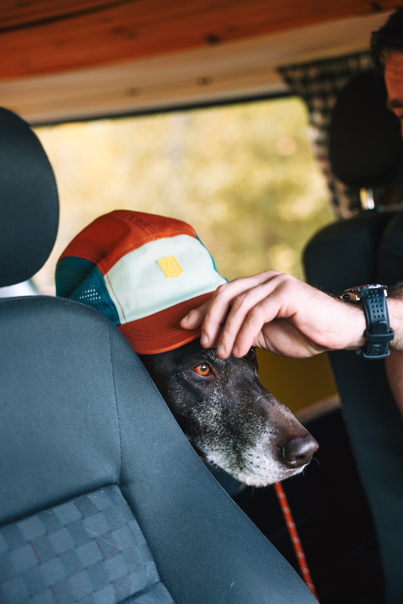 A person gently puts the Alpha 360 Tech Cap Terracotta on a black dog with a gray muzzle sitting in a car, its head poking between the front seats.