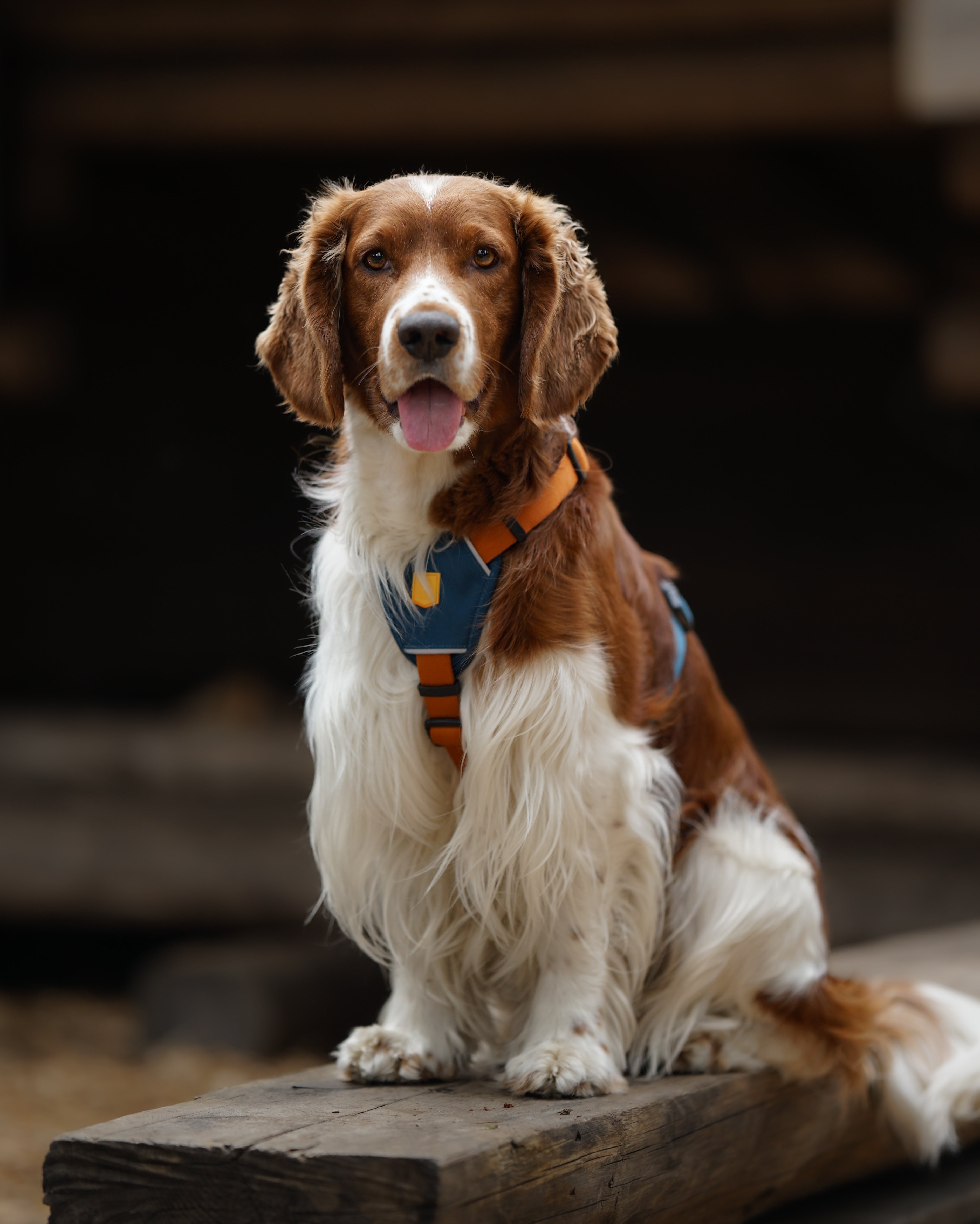 A brown and white dog with long fur and floppy ears sits on a wooden plank, wearing a blue and orange harness, looking at the camera with its tongue out.