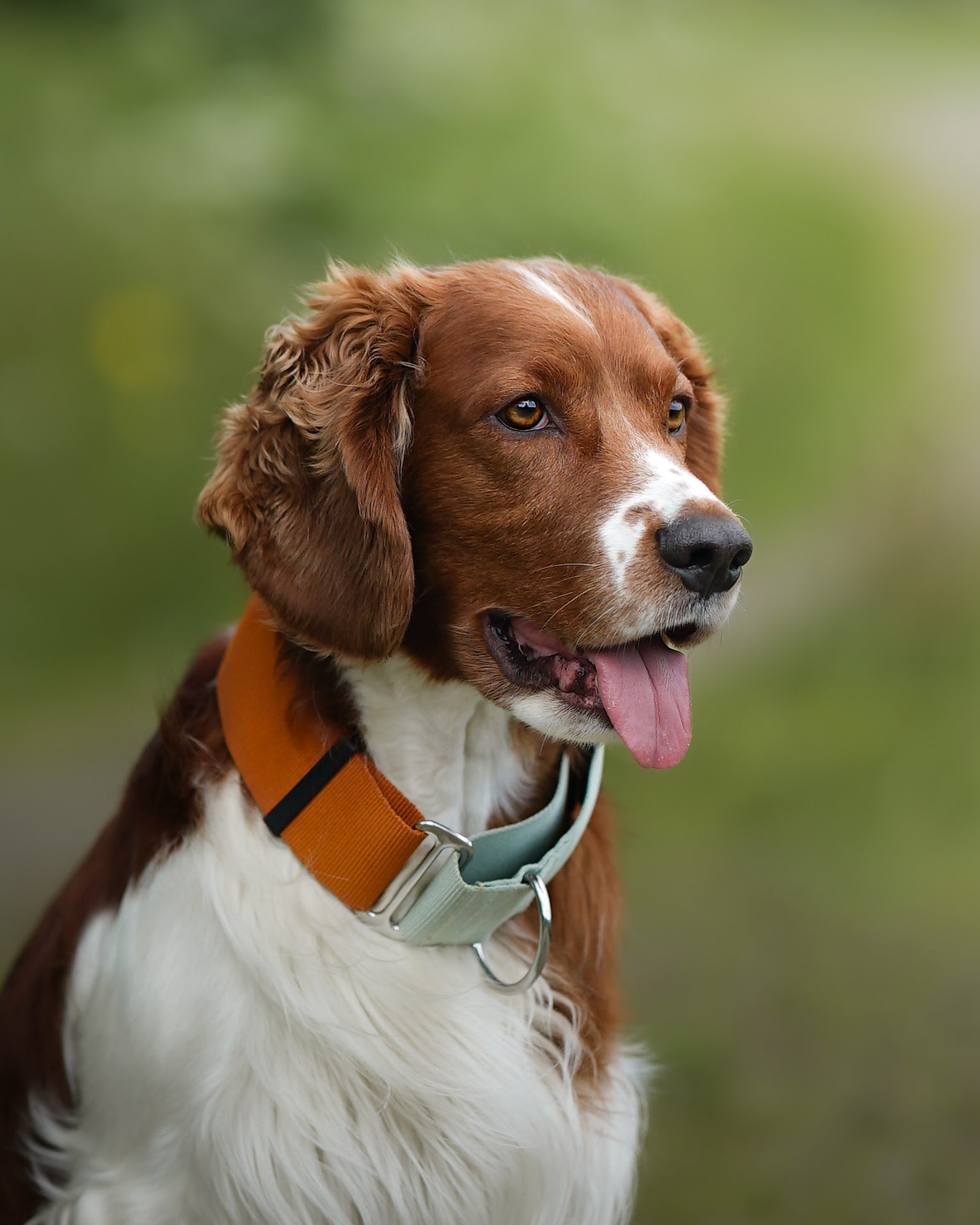 A brown and white dog with floppy ears and an orange collar is sitting outdoors, looking to the side with its mouth open and tongue out. The background is blurred greenery.