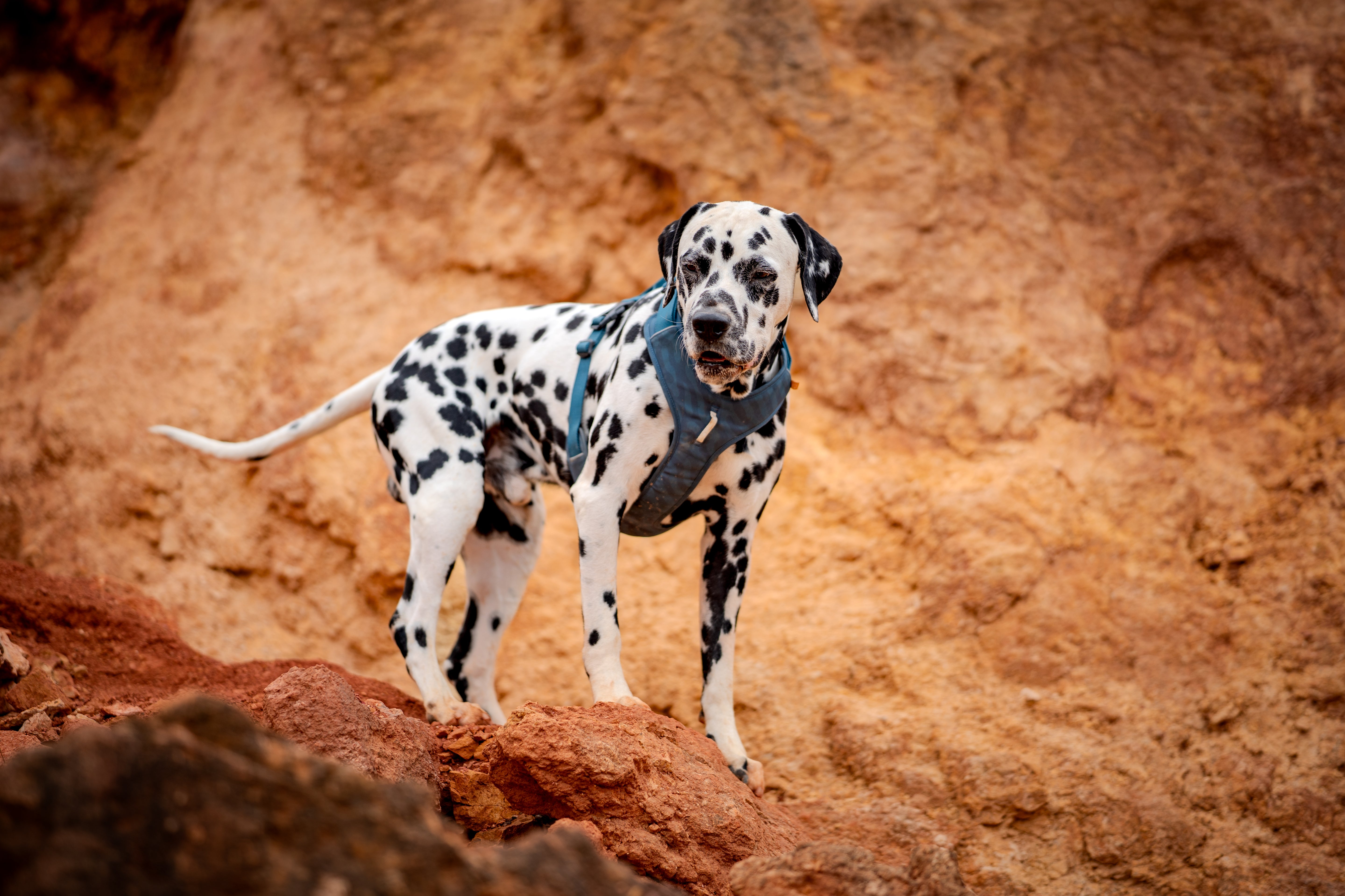 Dalmatian wearing a harness stands on rocky terrain with a brown and orange background.