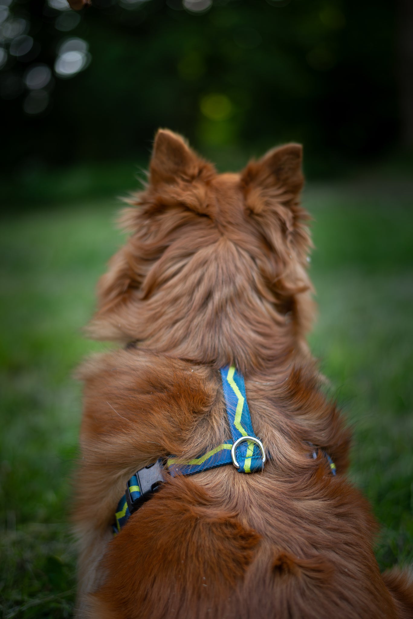 A fluffy brown dog wearing a blue harness sits on grass, facing away from the camera, with a blurred green background.