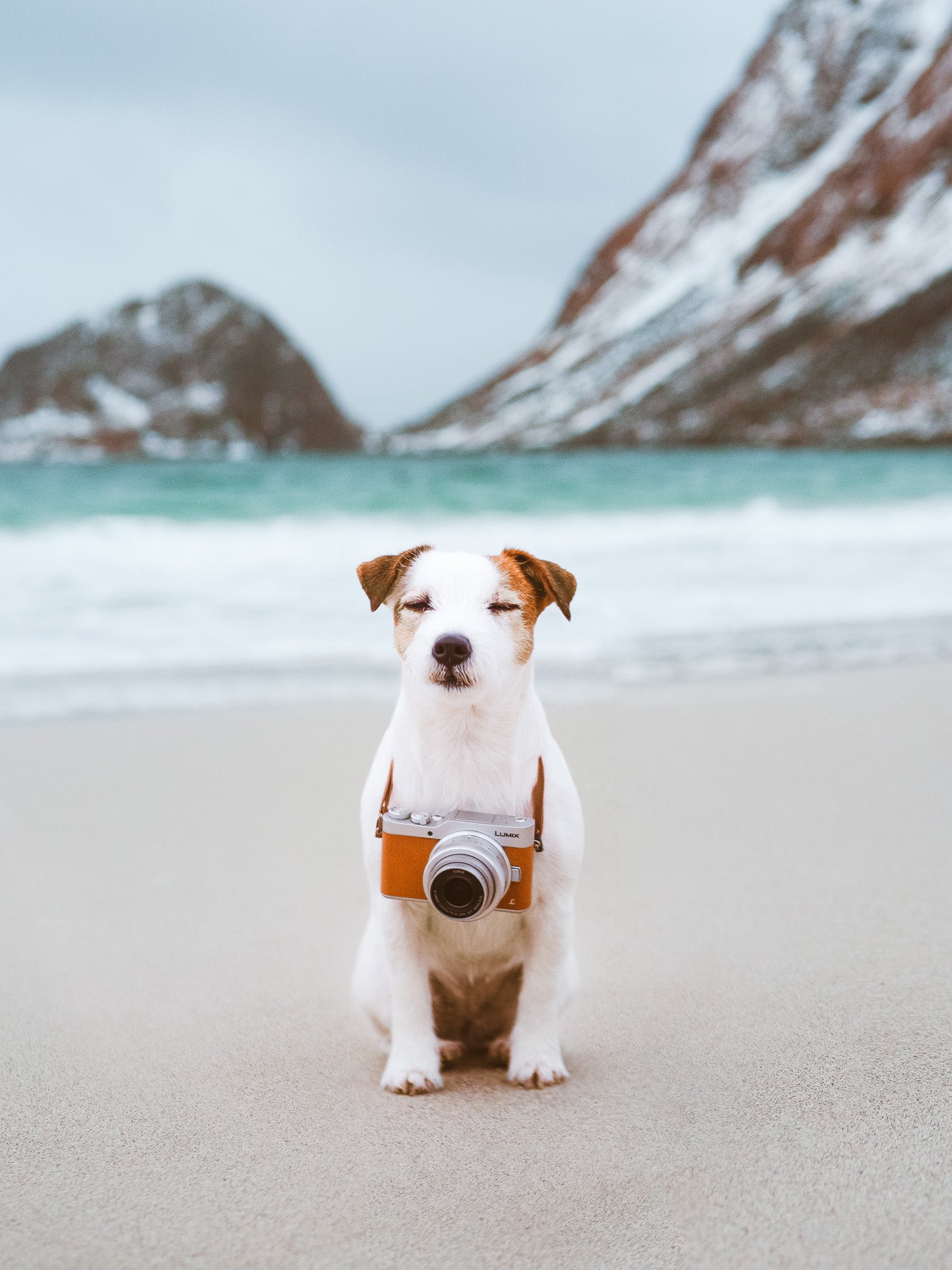 A small dog sits on a beach wearing a camera around its neck, with mountains and ocean in the background.