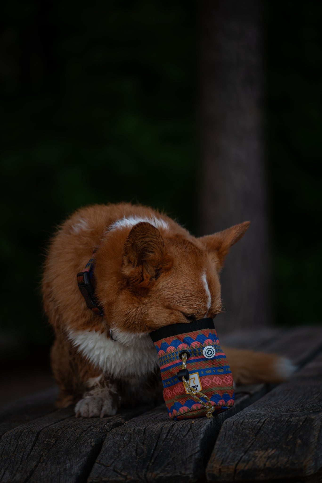 A brown and white dog with short fur buries its face in a colorful patterned pouch while sitting on a wooden surface outdoors, with a blurred dark forest background.