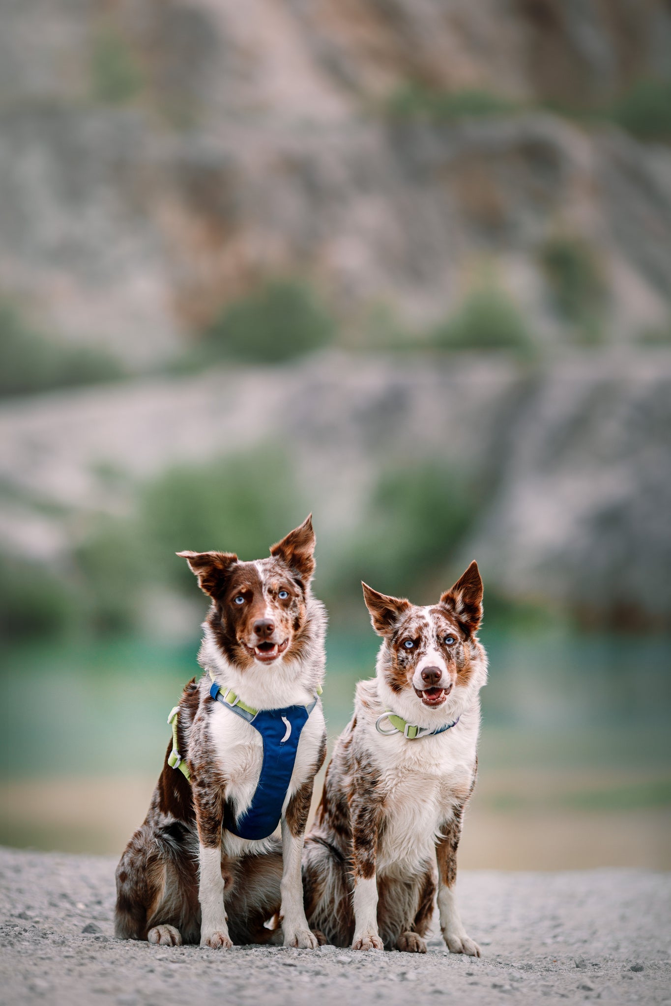 Two brown and white dogs with pointy ears sit side by side on rocky ground outdoors, each wearing the Alpha 360 Dog Collar in Deep Teal. The blurred background features natural colors, highlighting the scenic outdoor setting.