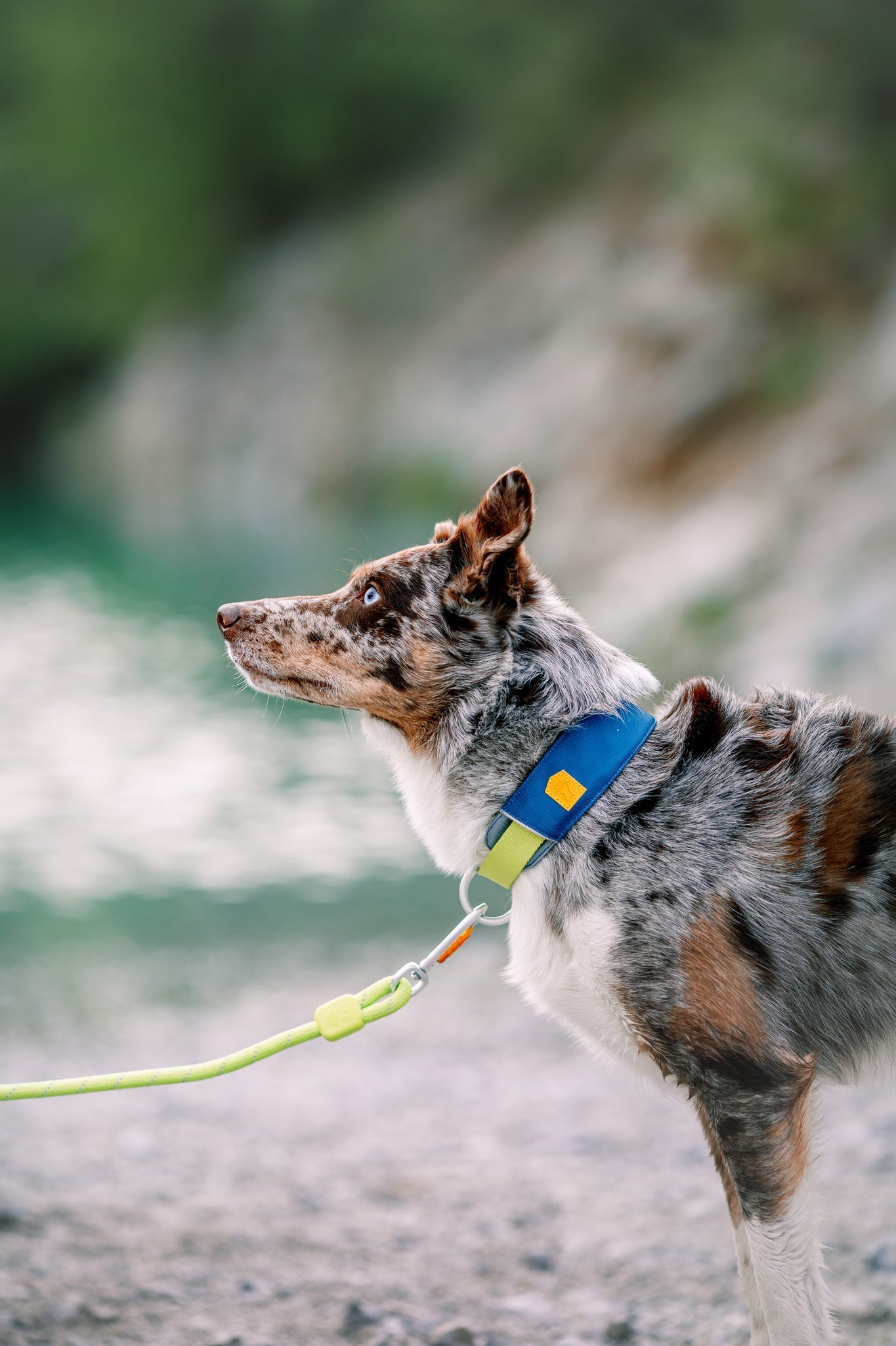 A brown and white Australian Shepherd with blue eyes stands outdoors on a leash, wearing the Alpha 360 Dog Collar in Deep Teal, with blurred green water and rocks in the background.