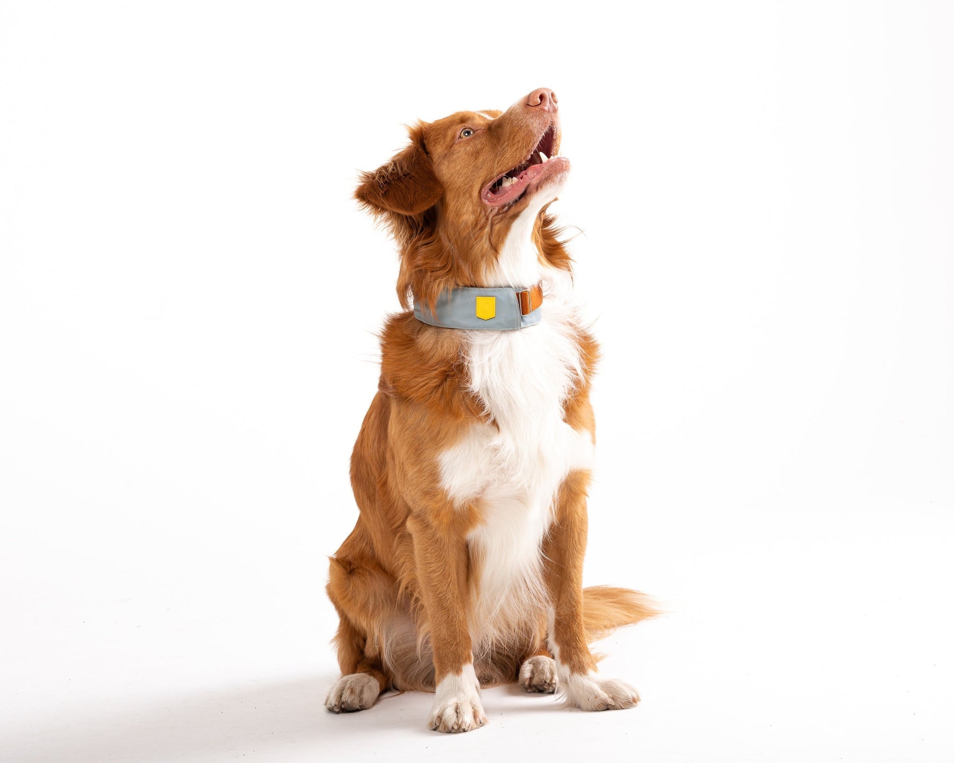 A brown and white dog with a fluffy coat sits on a white background, wearing the Alpha 360 Dog Collar in Glacier Green and looking upward.