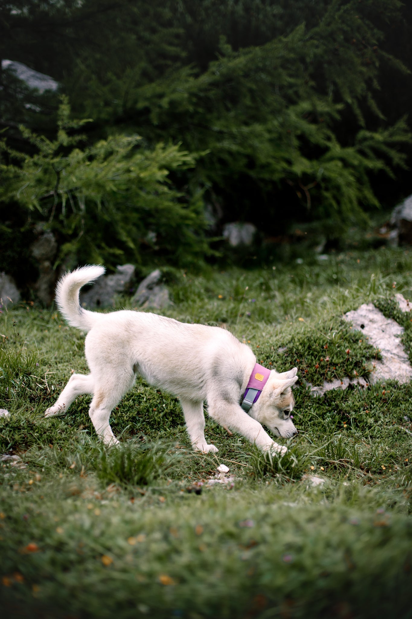 A white puppy wearing the Alpha 360 Dog Collar Mauve Mix sniffs the ground while walking on green grass, surrounded by rocks and lush greenery.