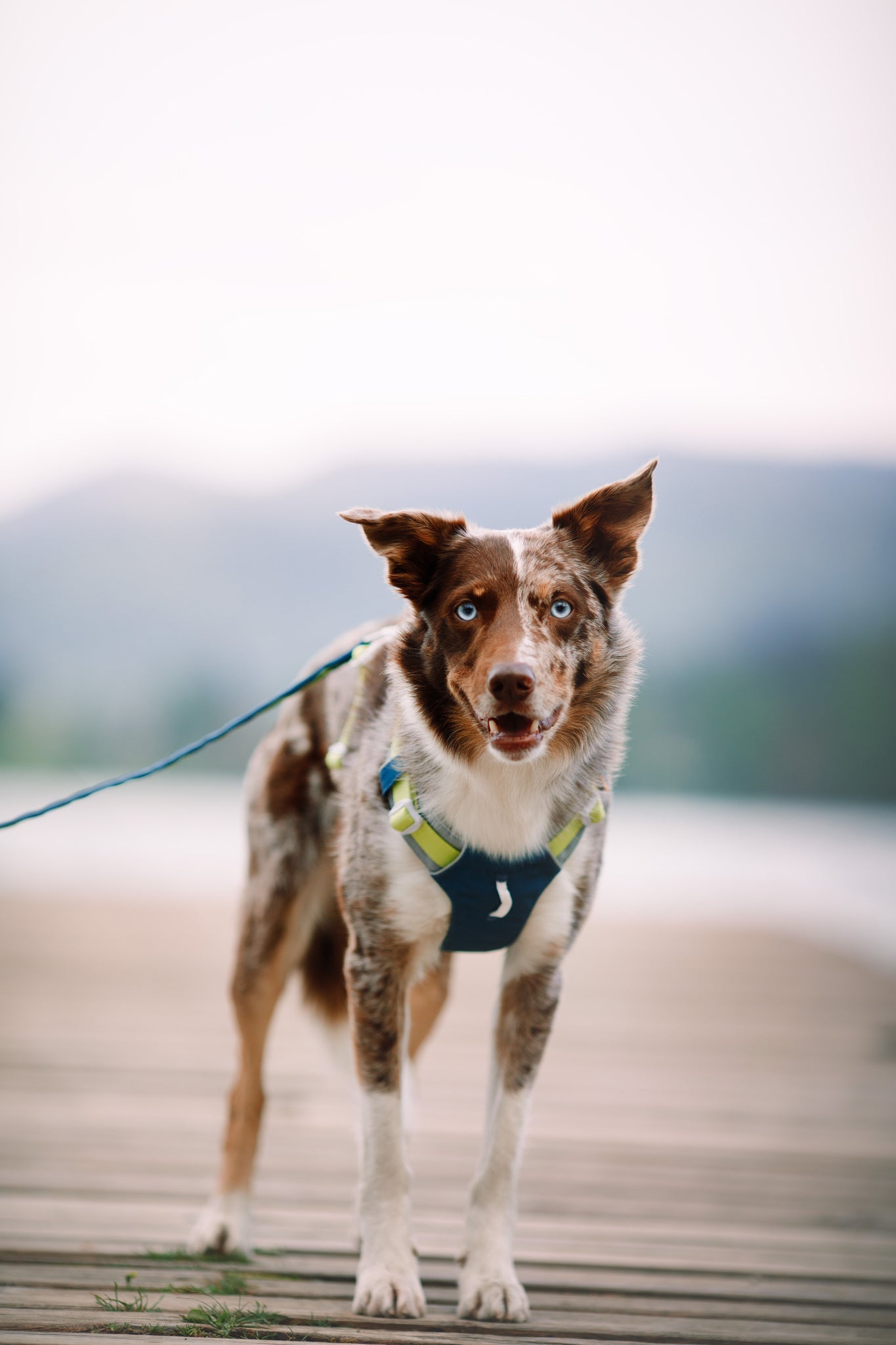 A brown and white dog with blue eyes wears the Alpha 360 Dog Harness in Deep Teal, standing alert on a wooden dock and looking at the camera. The softly blurred background hints at an outdoor lakeside setting.