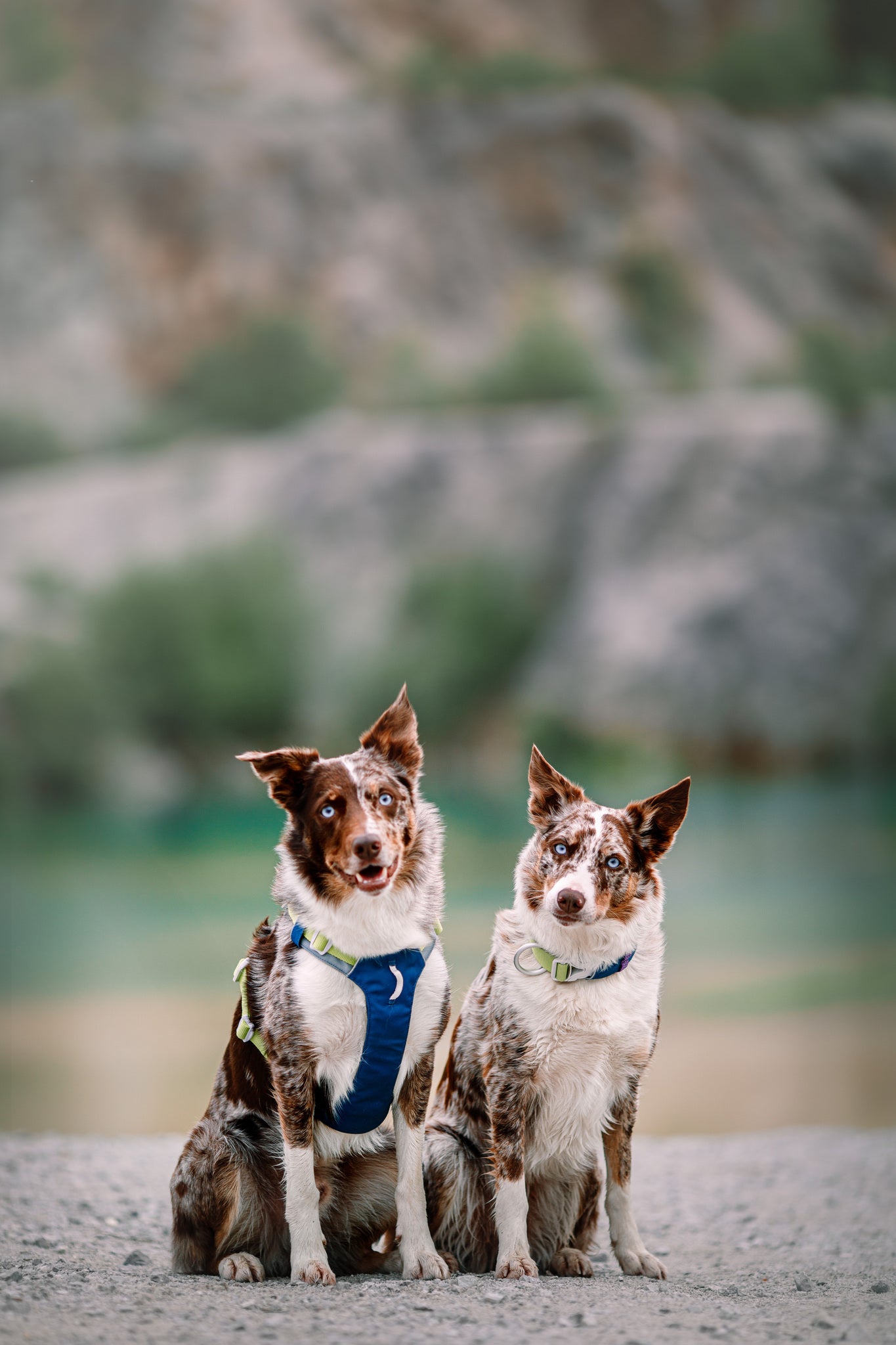 Two brown and white dogs with blue eyes sit side by side outdoors. One wears the Alpha 360 Dog Harness in Deep Teal, while the other has a pale green collar. The background shows blurred, muted natural scenery.