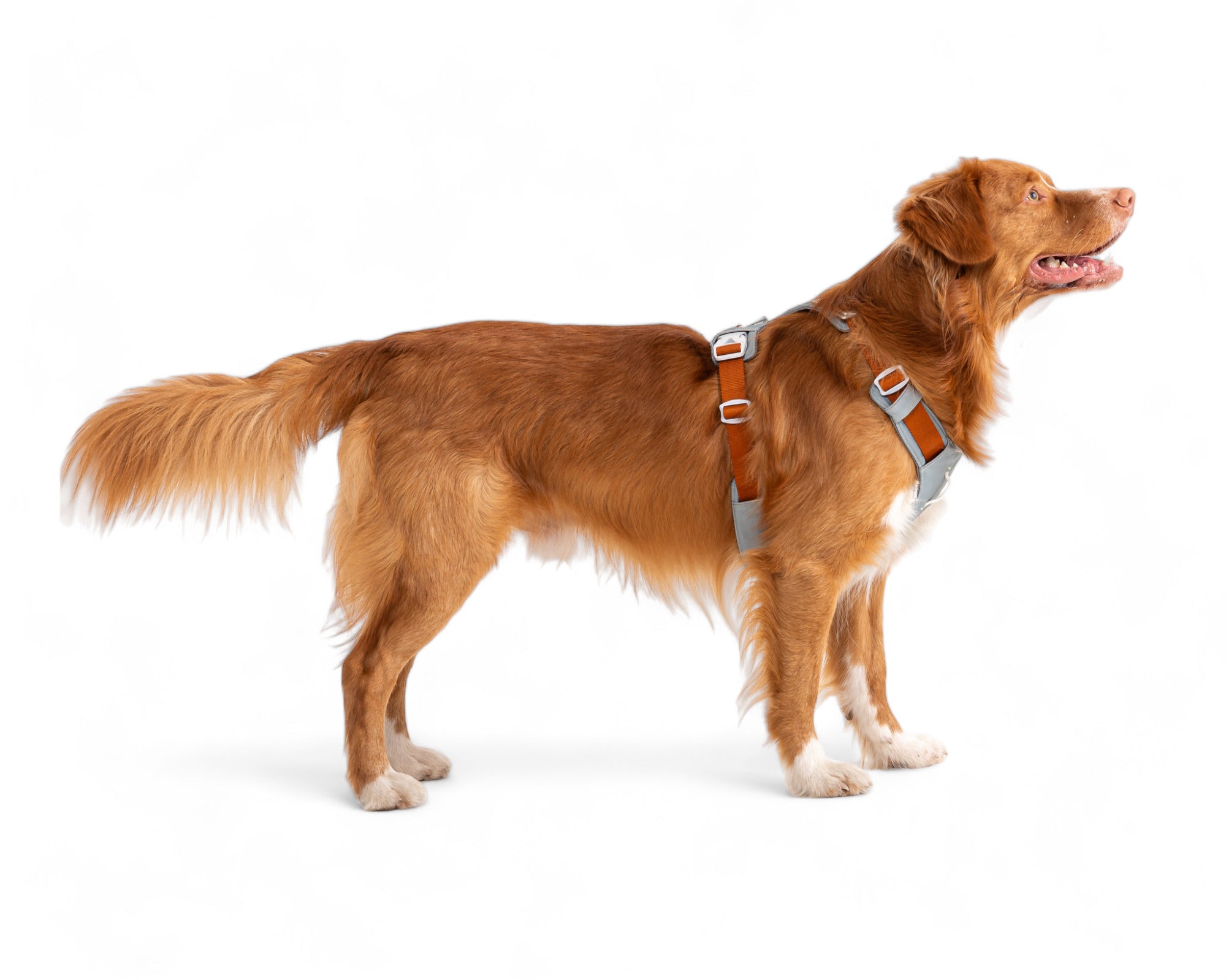 A medium-sized brown dog with a fluffy tail stands in profile, wearing the Alpha 360 Dog Harness in Glacier Green Mix, against a white background.