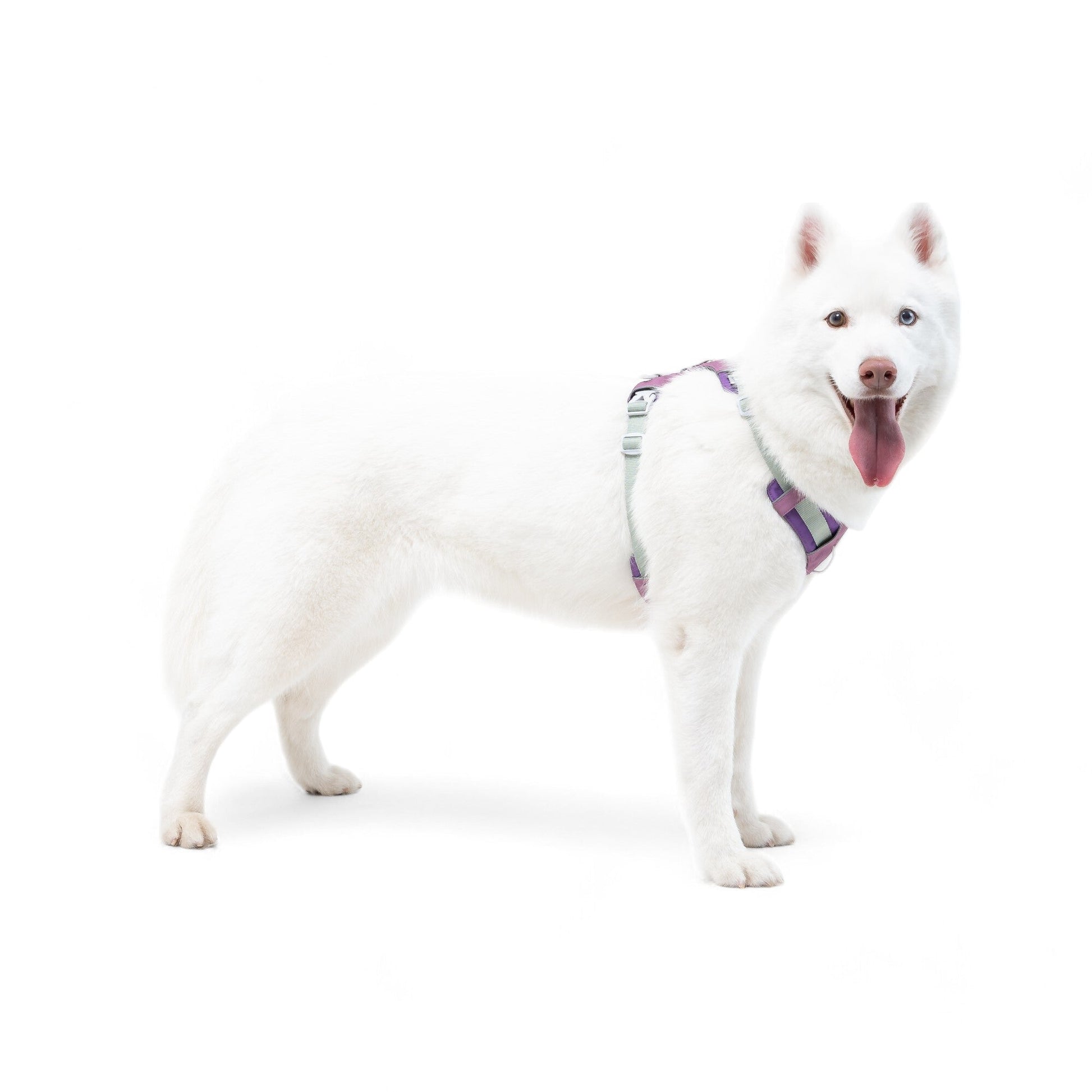 A white dog with blue eyes and an open mouth stands on a white background, wearing the Alpha 360 Dog Harness in Mauve Mix, looking at the camera with its tongue out.