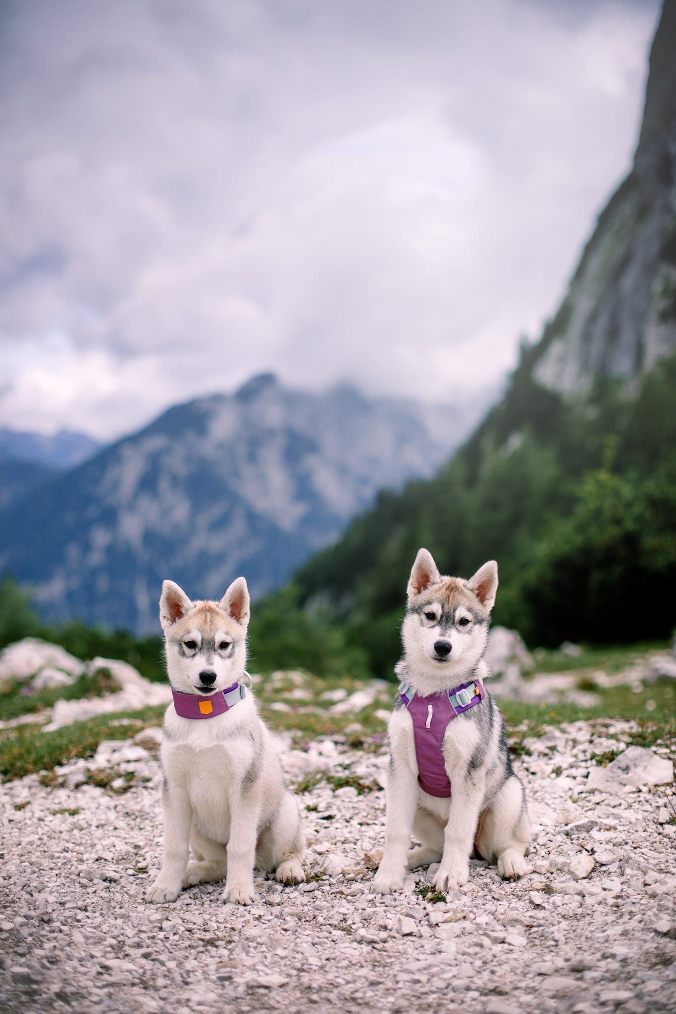 Two husky puppies wearing Alpha 360 Dog Harness Mauve Mix sit on a rocky path with mountains, cloudy sky, and greenery in the background.