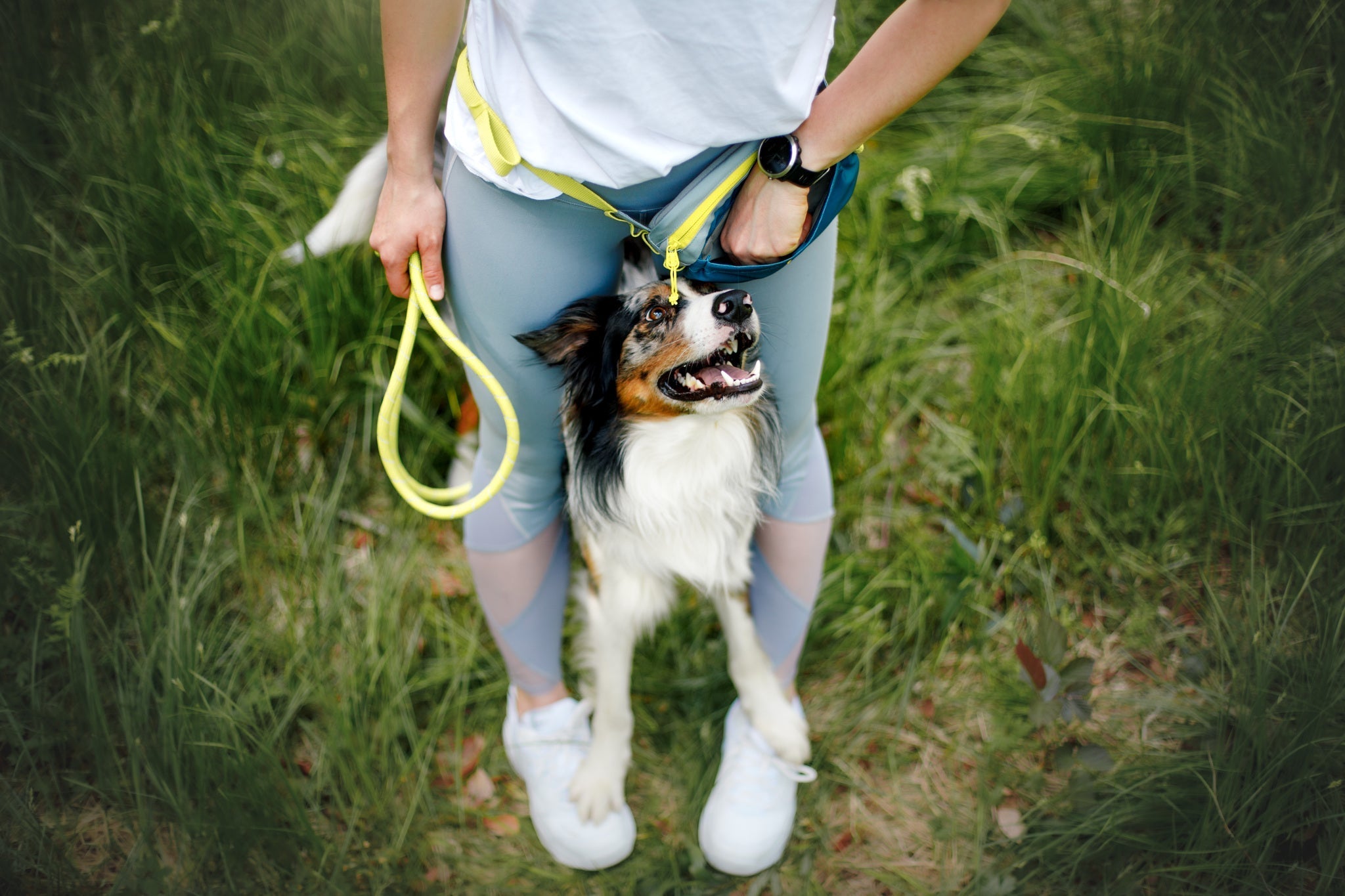 A person wearing gray leggings and white sneakers stands on grass, holding a yellow leash and the Alpha 360 Hip Pack Deep Teal, as a happy black, white, and brown dog stands between their legs and looks up at them.