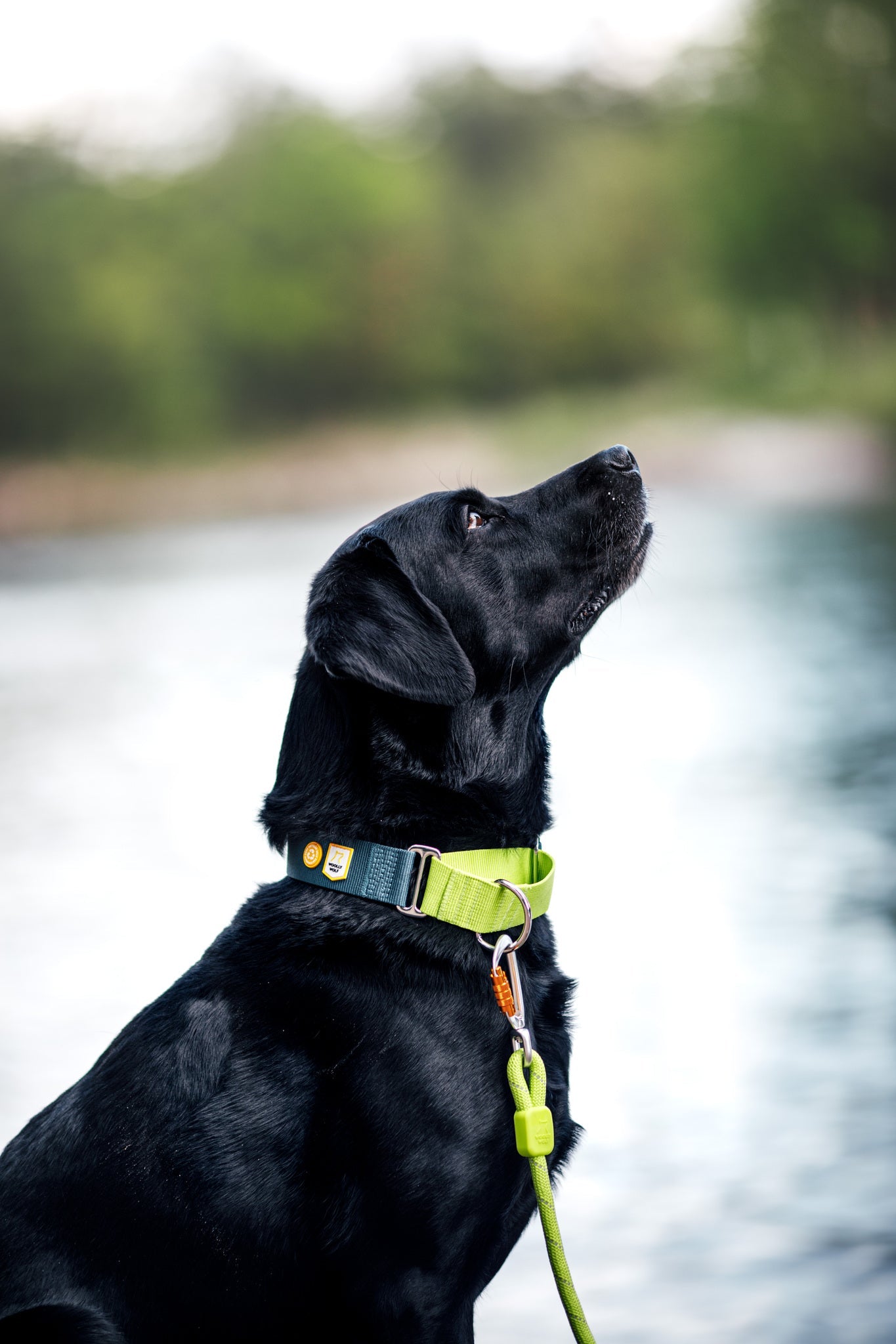 A black Labrador wearing the Color Block Martingale Dog Collar in Deep Teal looks upward while sitting outdoors near water, with a blurred background of trees and sky.