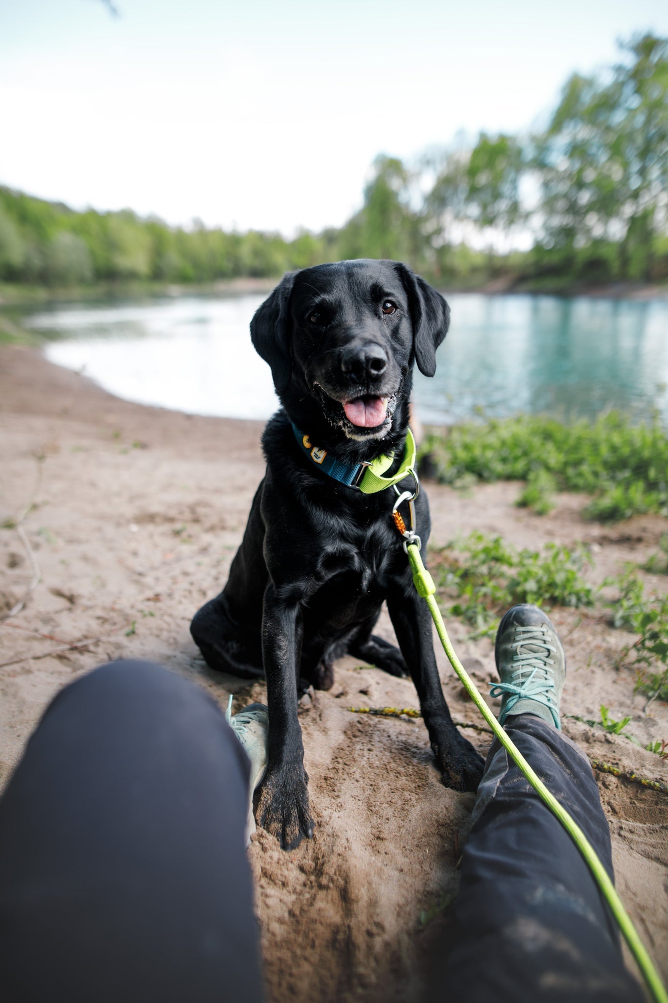 A black Labrador wearing a Color Block Martingale Dog Collar in Deep Teal sits on sandy ground by a lake, gazing at a person whose legs are visible. The scene features water and green trees in the background.