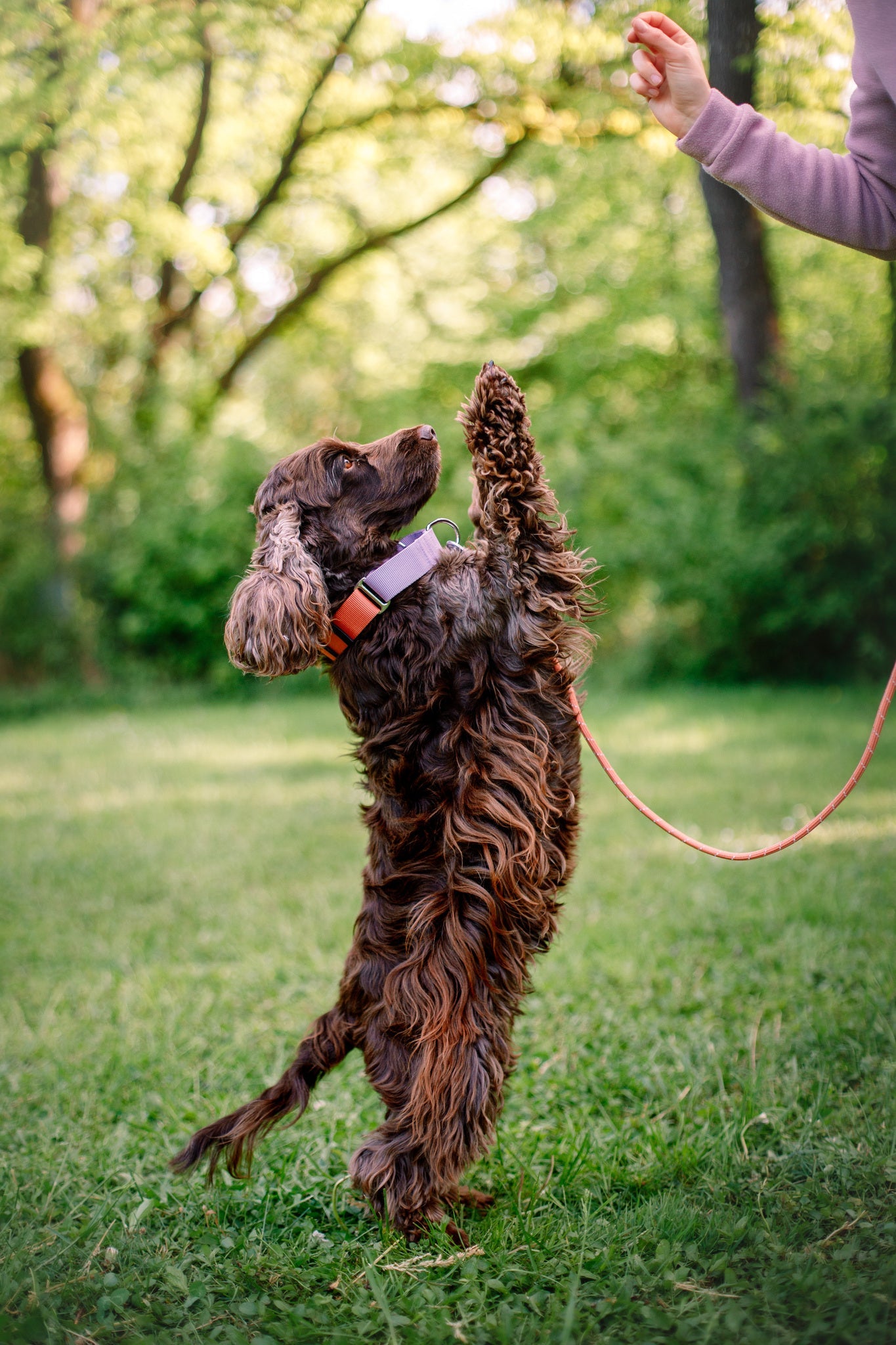 A curly-haired brown dog wearing the Color Block Martingale Dog Collar in Salmon Pink stands on its hind legs on grass, reaching up to a person’s hand with a treat. The sunny, tree-filled background highlights the scene.