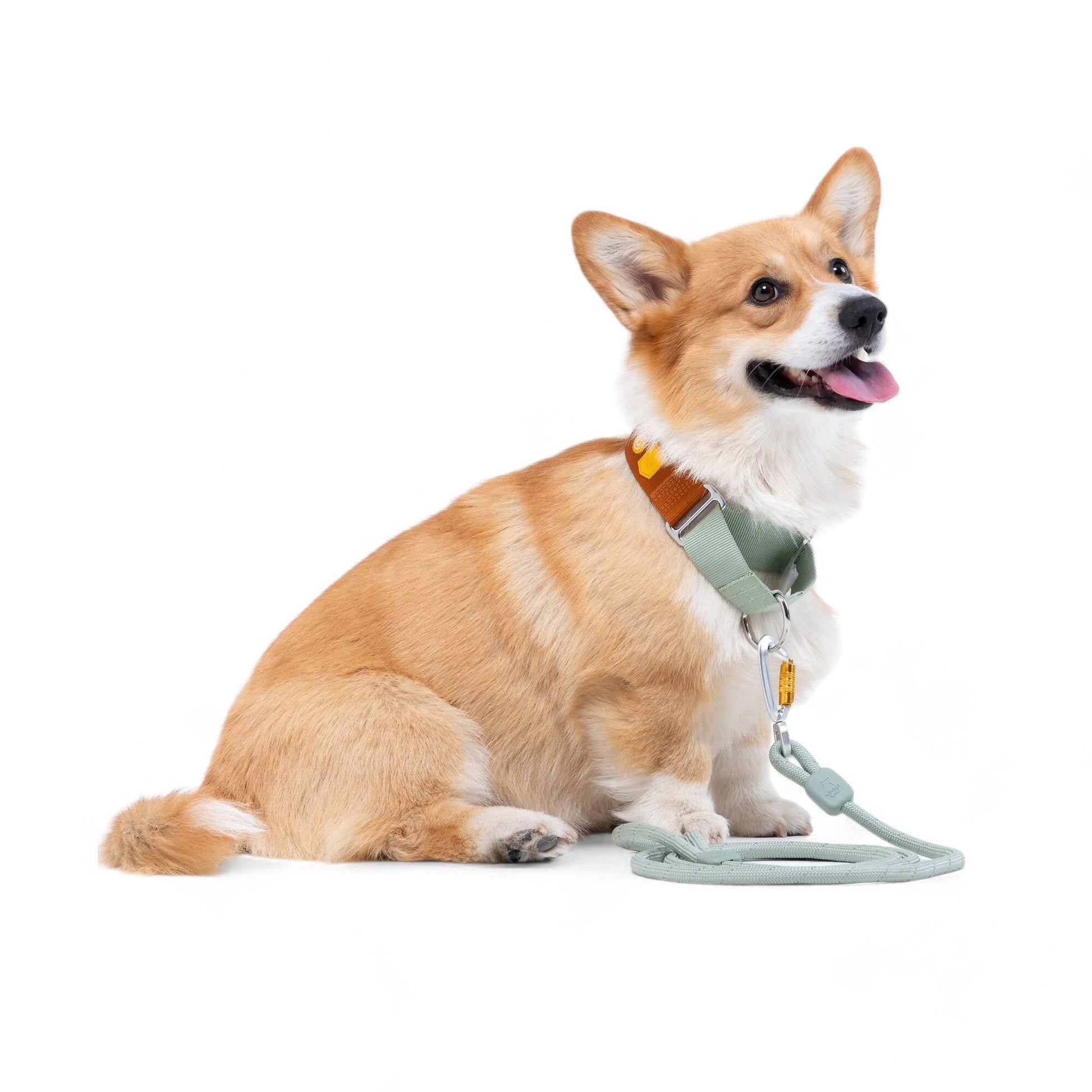 A happy brown and white corgi sits on a white background with its tongue out, wearing the Color Block Martingale Dog Collar in Terracotta Mix.