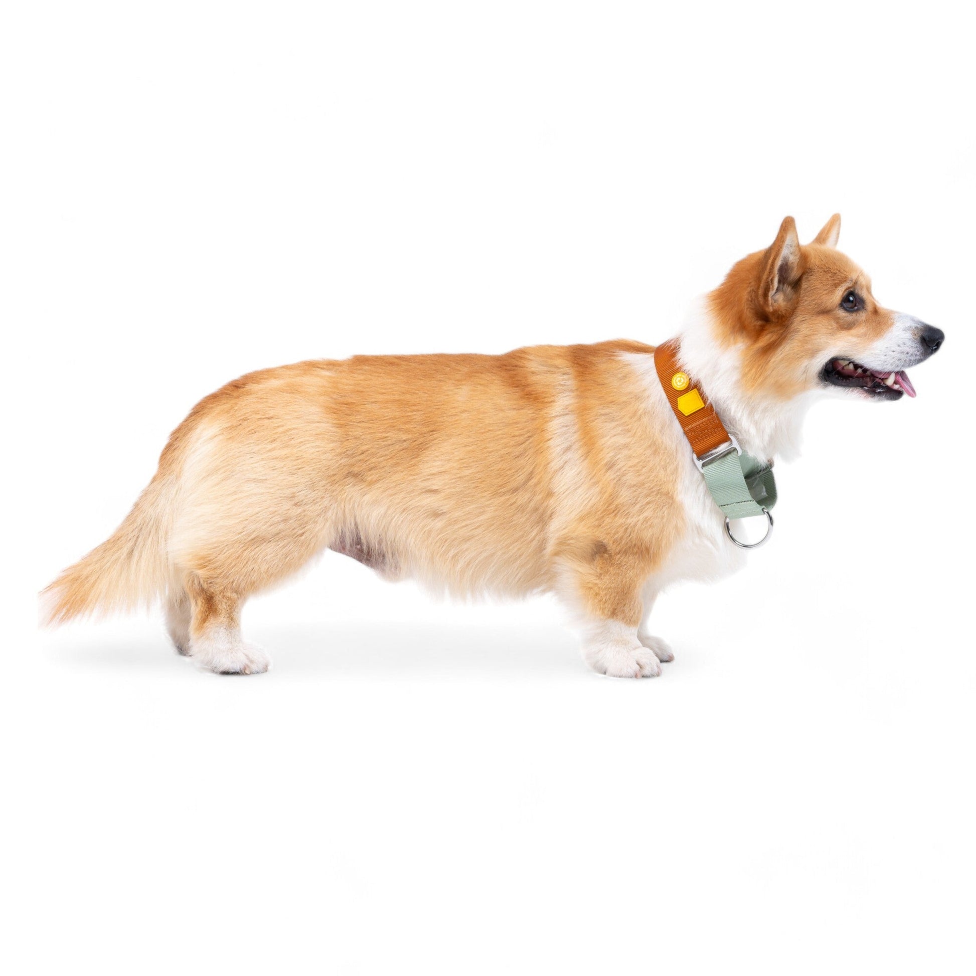 A tan and white corgi stands in profile against a white background, wearing the Color Block Martingale Dog Collar in Terracotta Mix with a yellow tag, looking alert with its mouth slightly open.