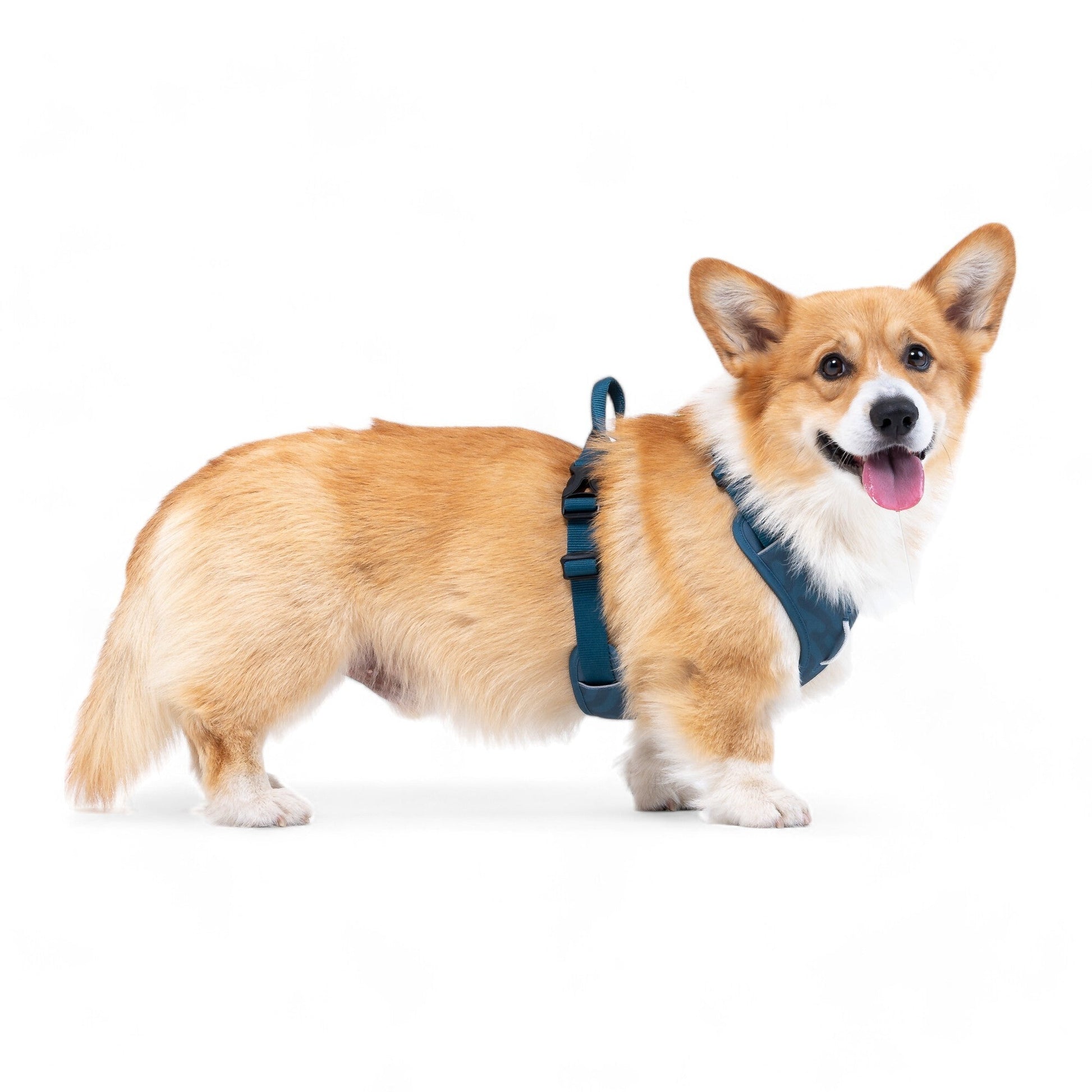 A happy brown and white corgi wears a Roam Dog Harness in Deep Teal, standing on a white background and looking at the camera with its tongue out.
