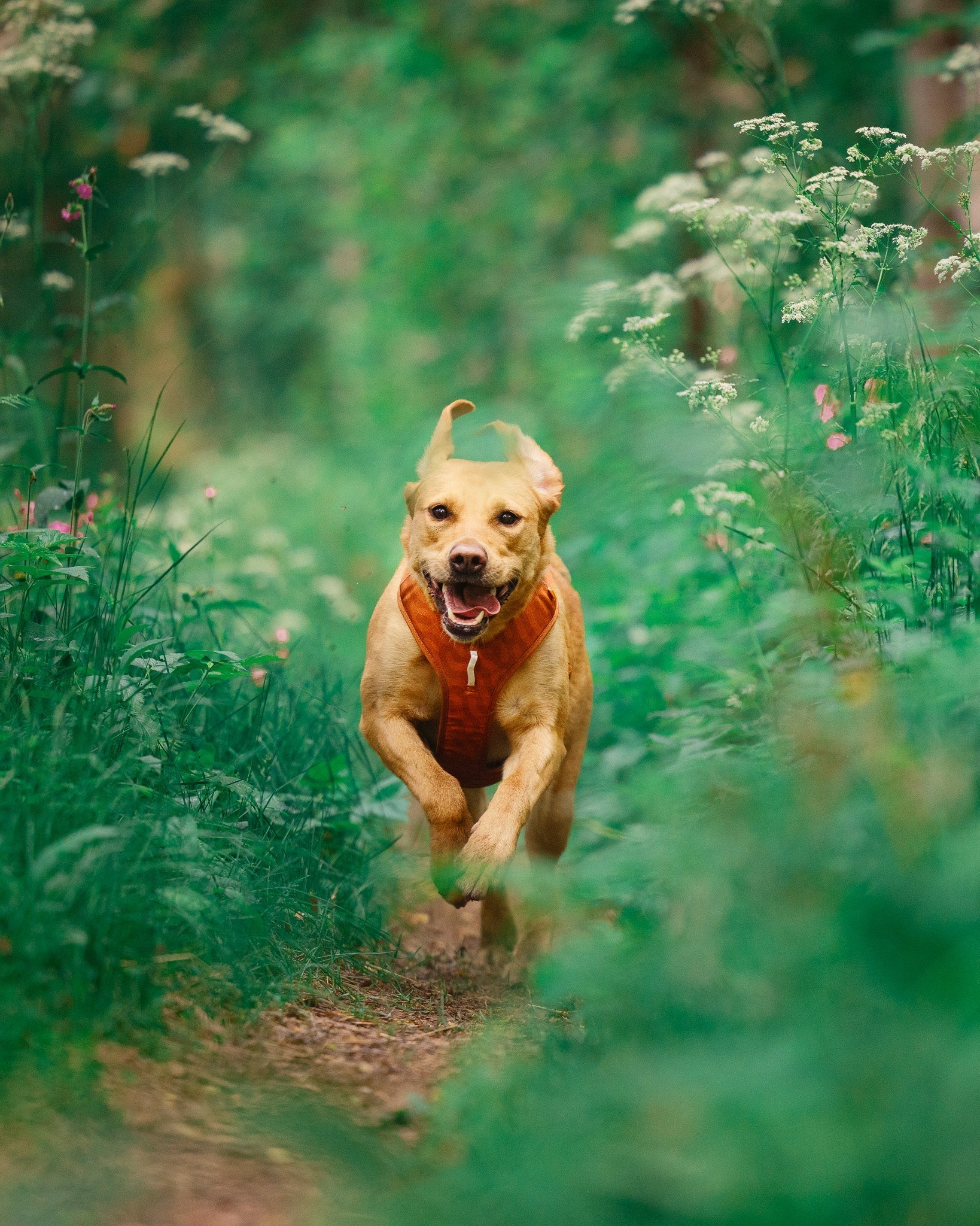 A happy tan dog wearing the Roam Dog Harness Terracotta runs along a dirt path through lush green vegetation and wildflowers, looking directly at the camera.