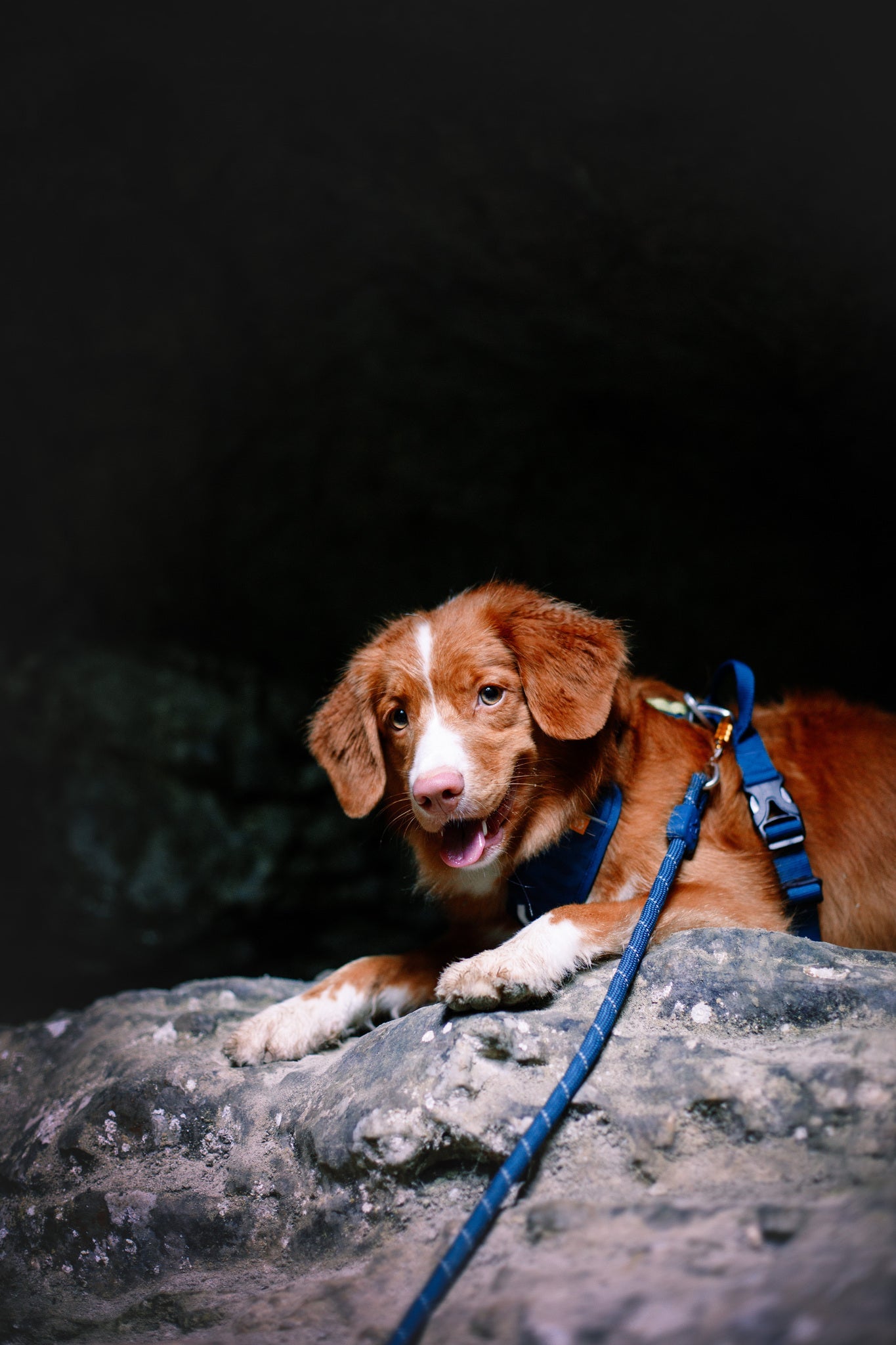 A brown and white dog wearing a blue harness and the Rope Dog Leash Deep Teal lies on a rocky surface, looking at the camera with its mouth slightly open against a dark, blurry background.