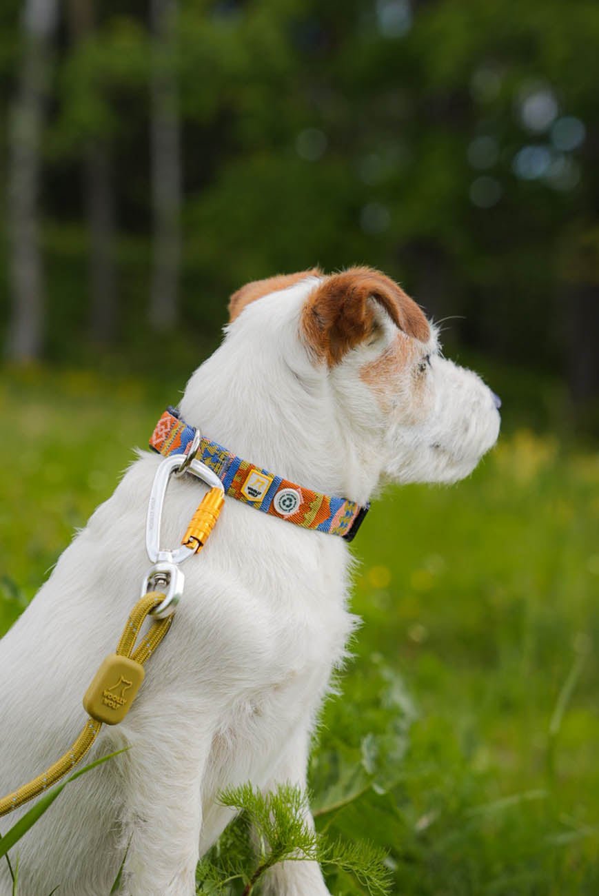 A small white dog with brown ears sits on green grass, wearing a colorful collar and the Rope Dog Leash Thin Pistachio, looking to the right. The blurred background features trees and foliage.