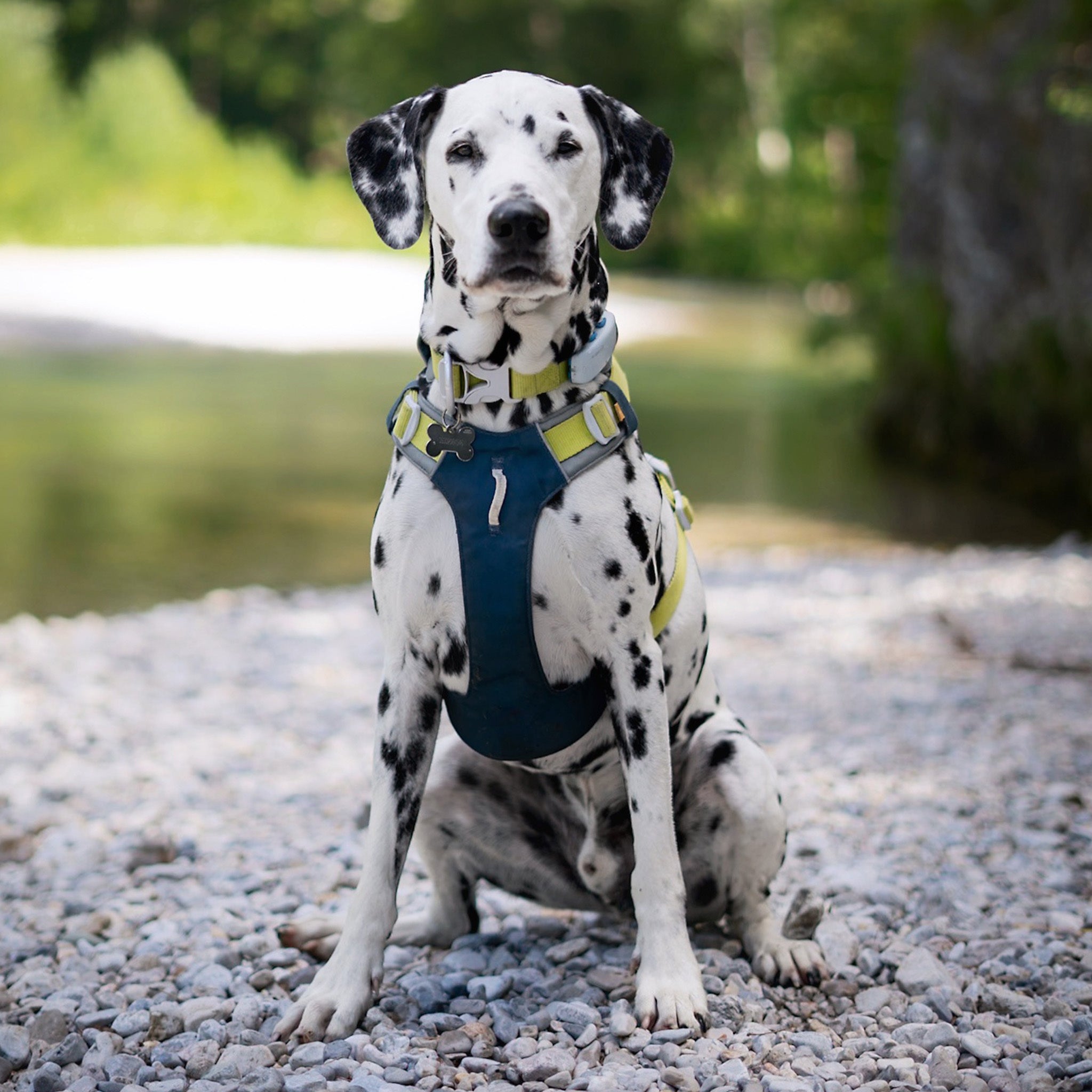 Dalmatian dog wearing a blue and yellow harness sits on rocky ground by a river with trees in the background.