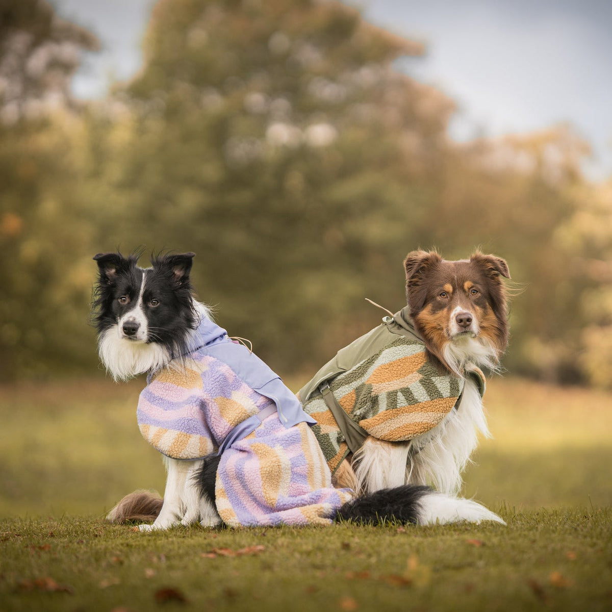 Two dogs wearing patterned jackets sit on grass in a park with trees in the background.