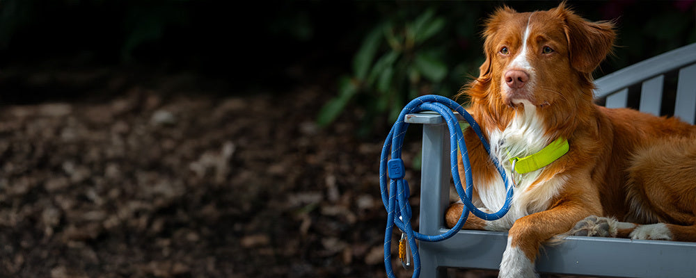 Dog leashes