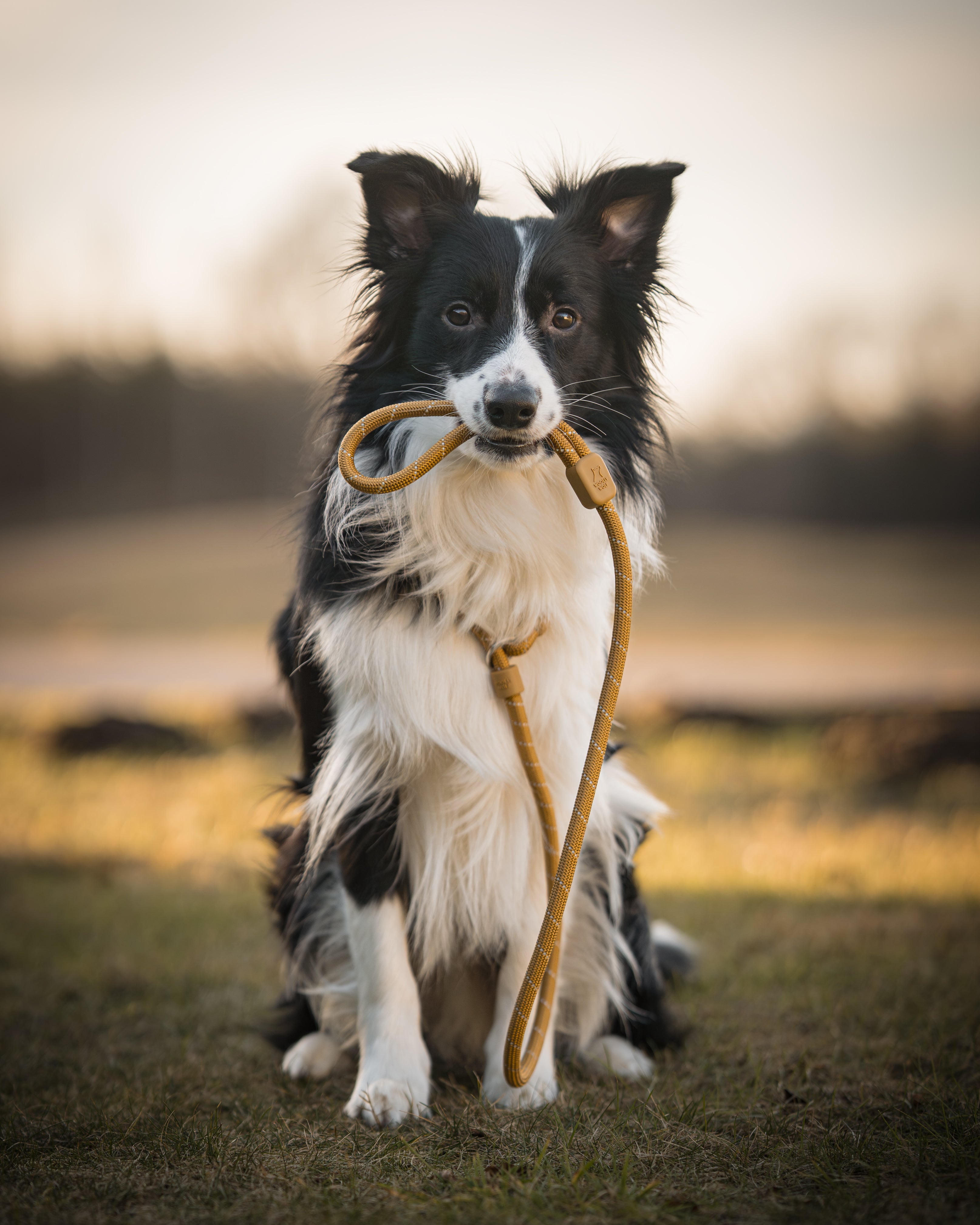 Dog leashes