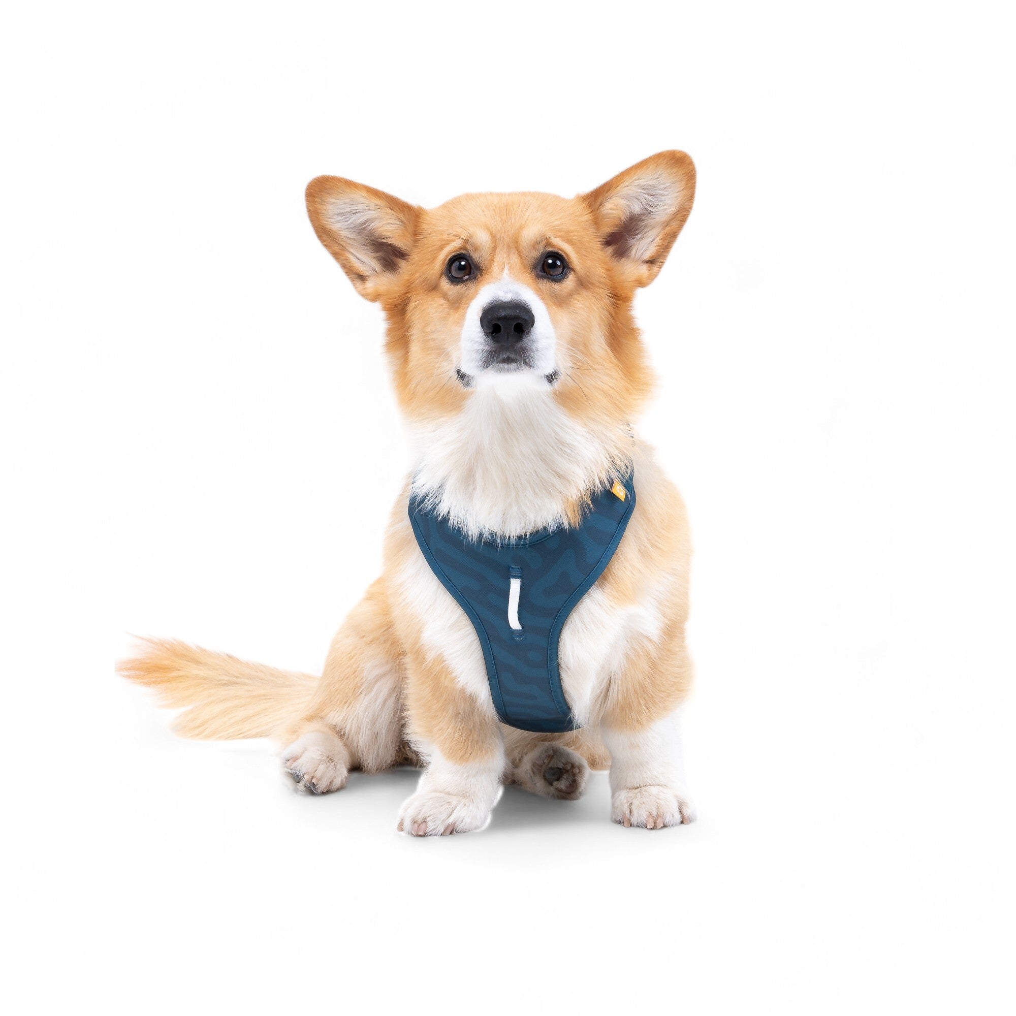 A Corgi dog wearing a blue harness sits on a white background, looking forward.