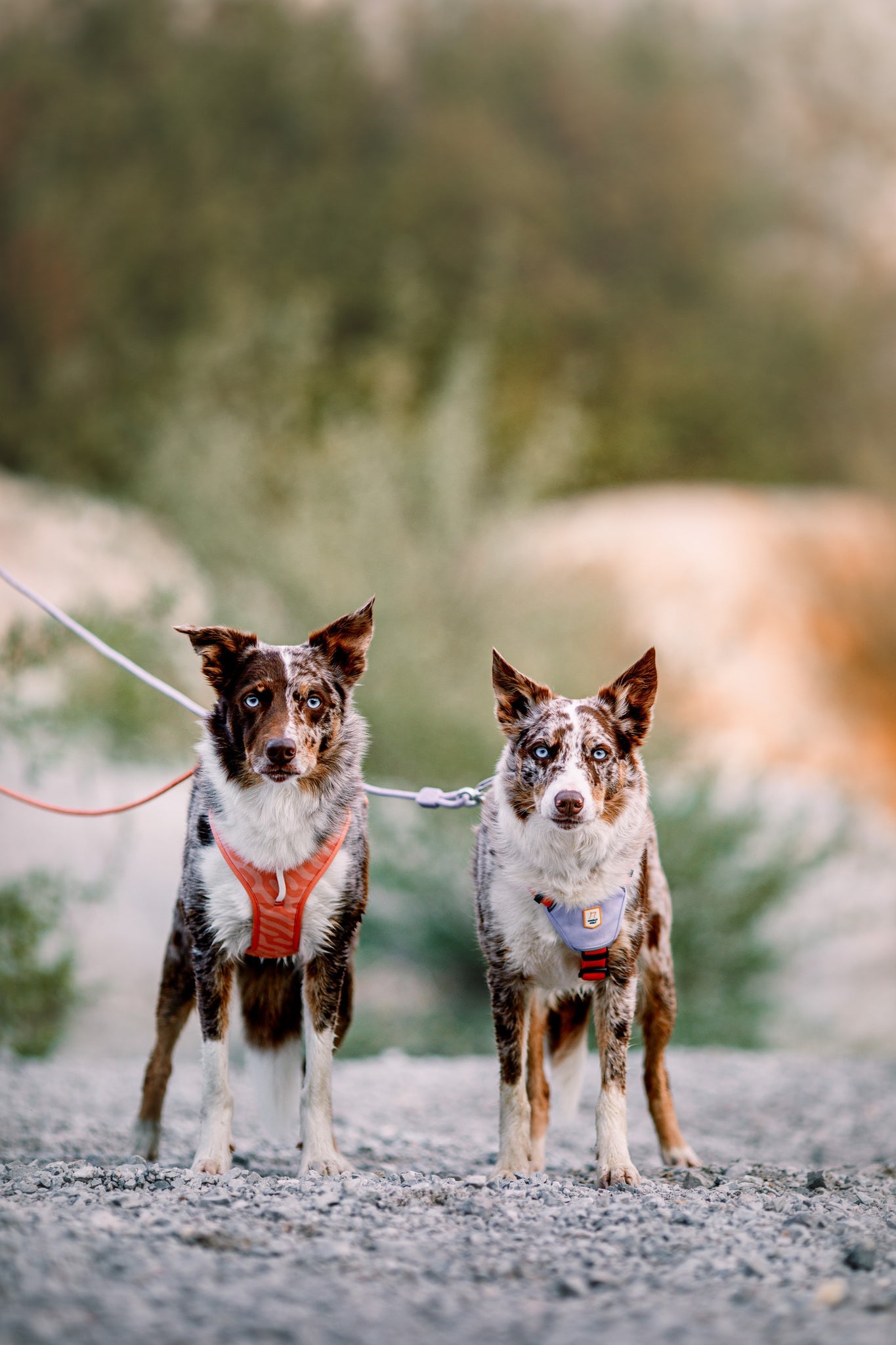 Two dogs on leashes standing side by side outdoors, both wearing harnesses and looking at the camera.