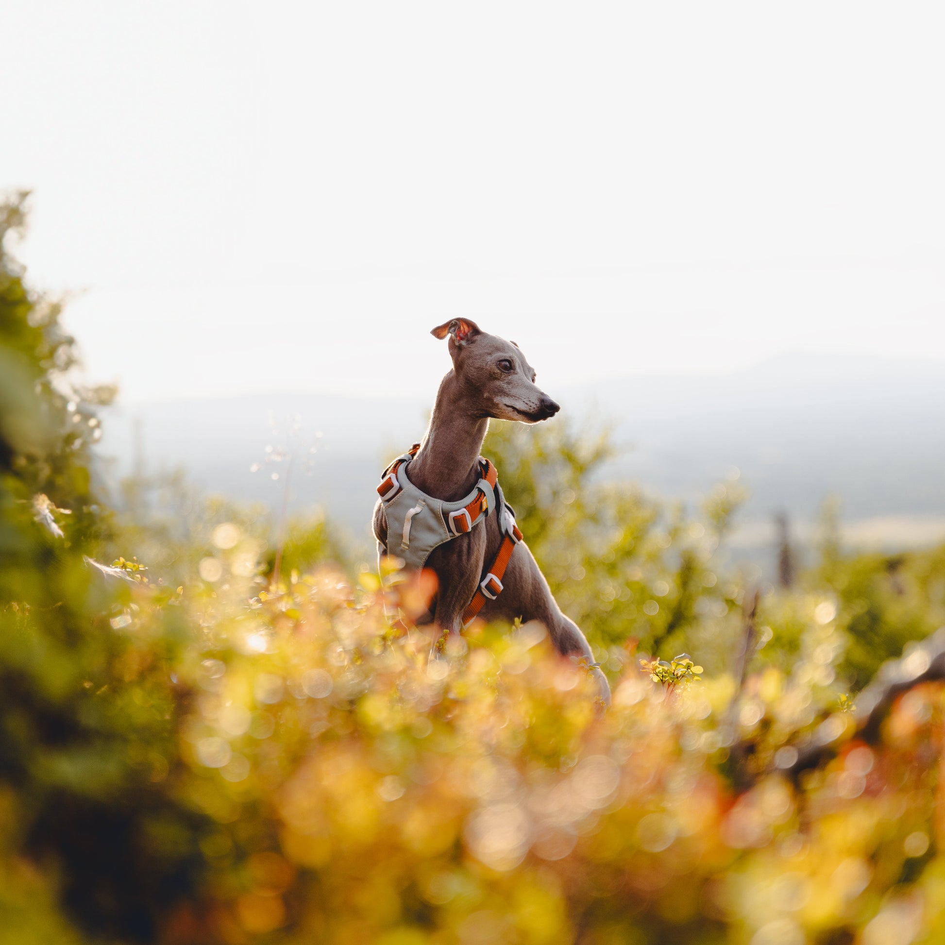 A slender dog wearing a harness stands among sunlit bushes, looking to the side outdoors.
