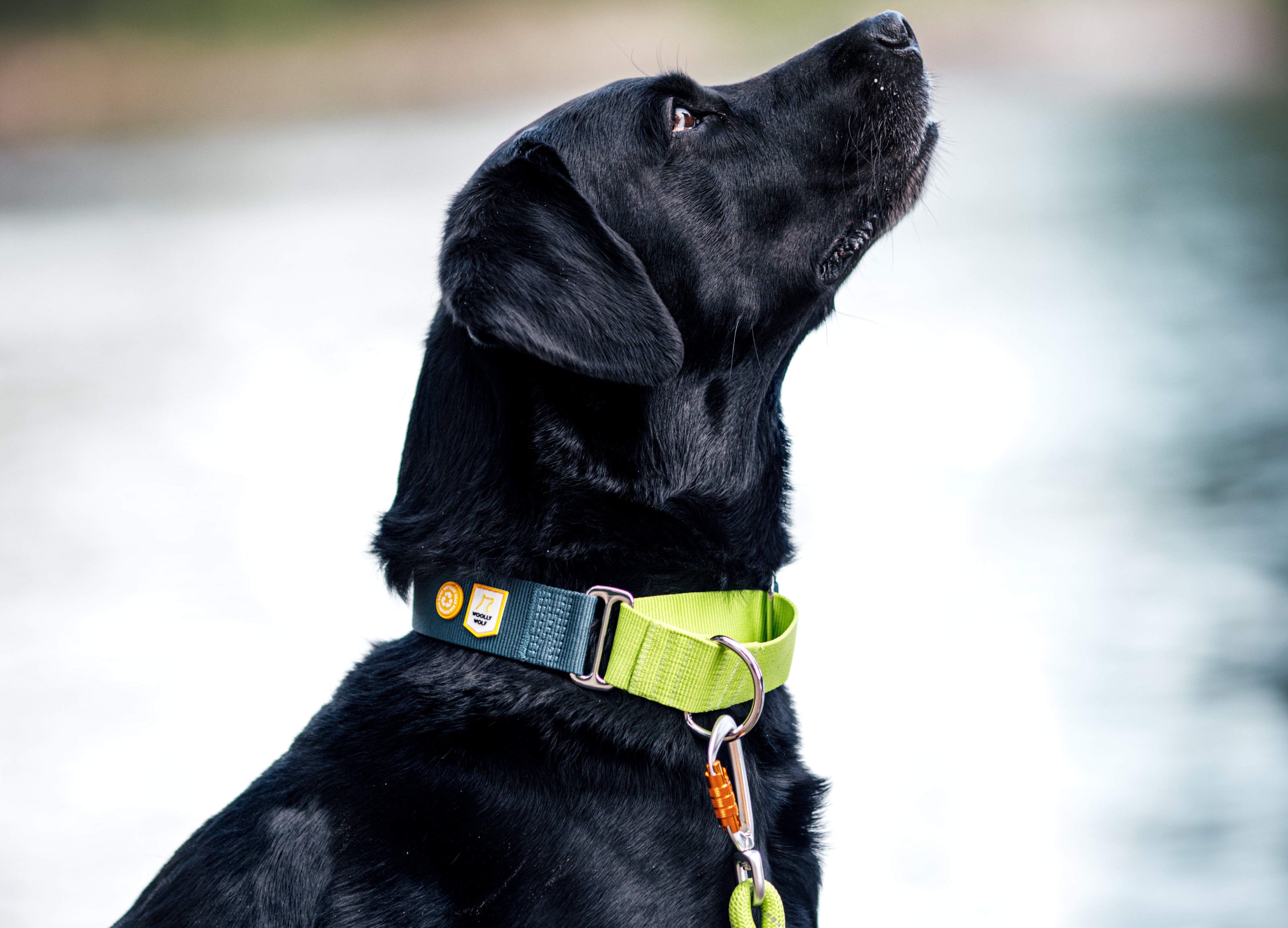 Color Block Martingale Collar Deep Teal Mix 