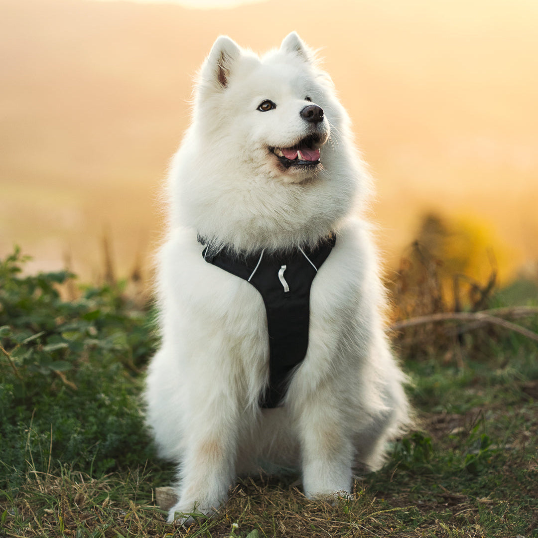 A fluffy white Samoyed dog wearing a black harness sitting in a grassy field.