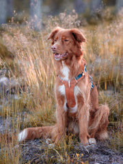Brown and white dog with a harness sits in tall grass outdoors, looking alert and content.