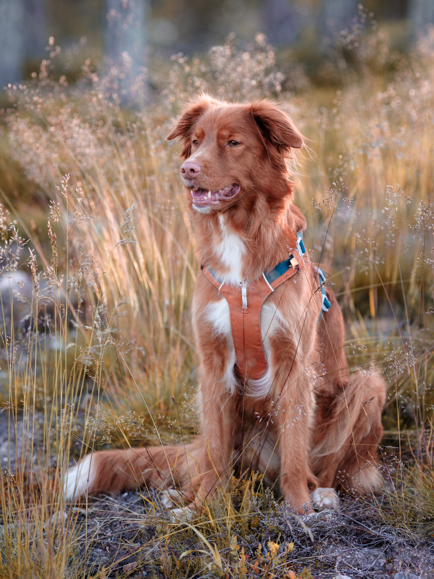 Brown and white dog with a harness sits in tall grass outdoors, looking alert and content.