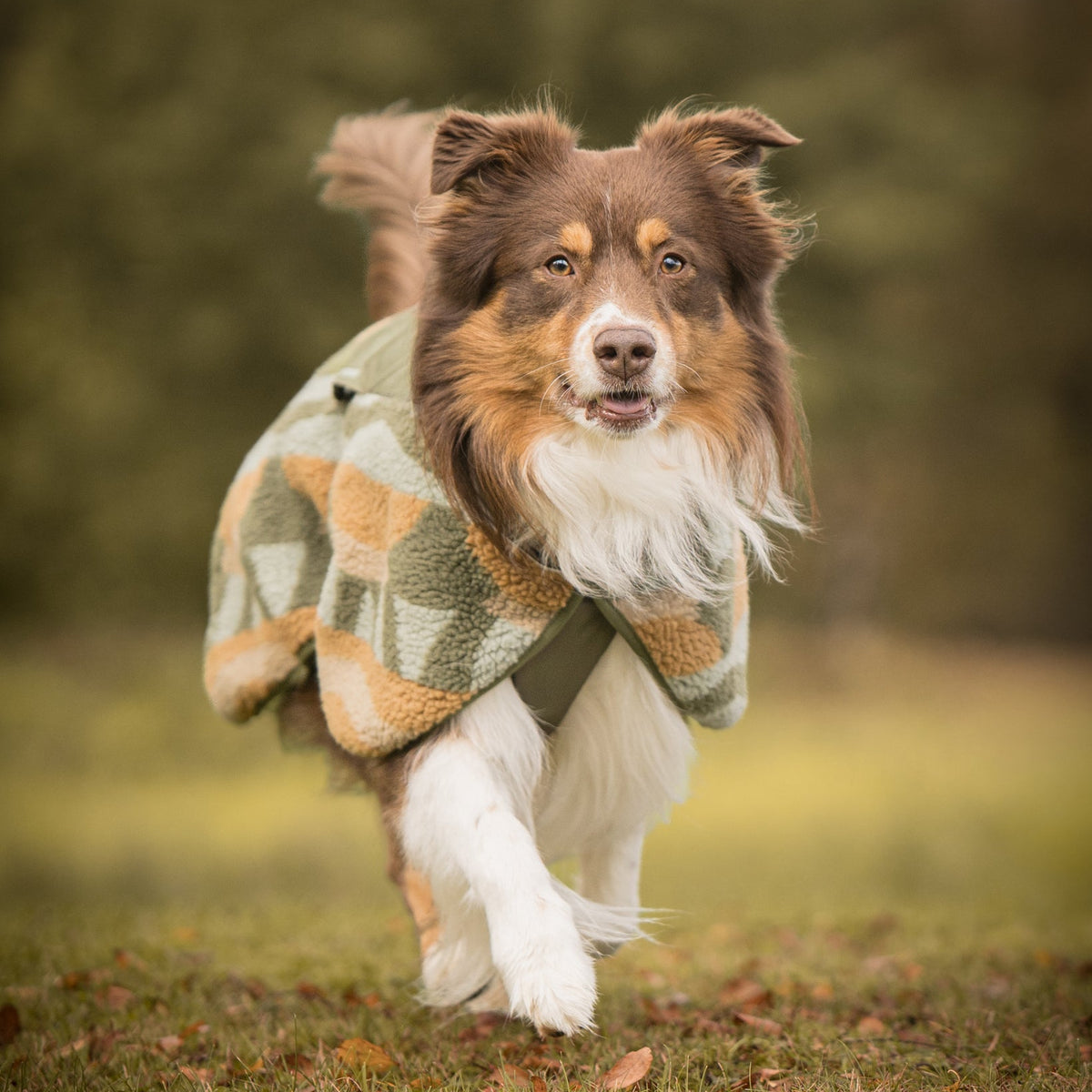 A brown and white dog wearing a green plaid coat walks on grass with a blurred background.