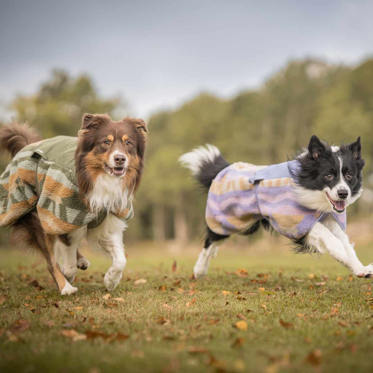 Two dogs wearing colorful coats run across a grassy field with trees in the background.